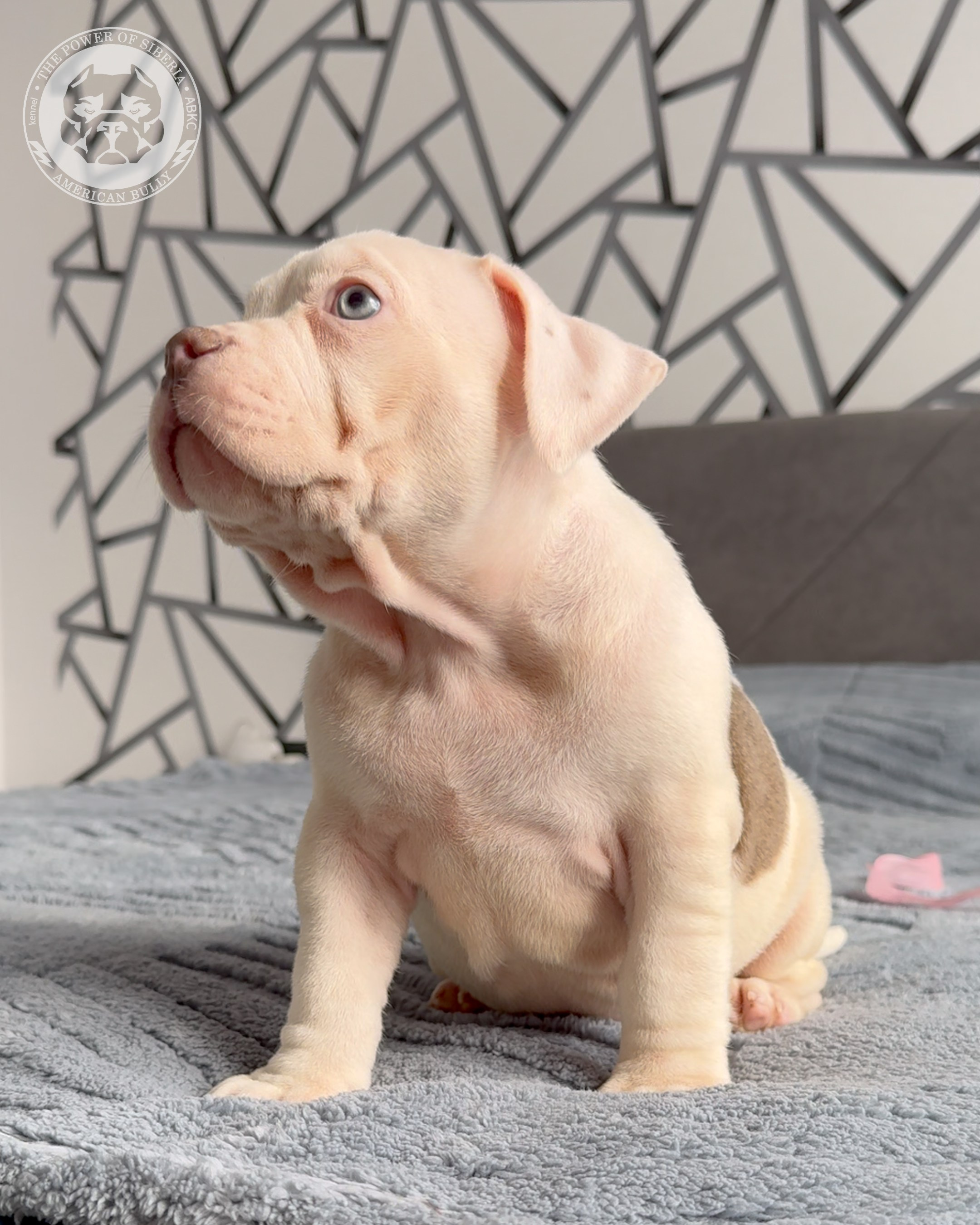 Свободные щенки Американский Булли, в типах покет, классик, стандарт. Американский Булли в г. Ростов-на-Дону. Питомник THE POWER OF SIBERIA
