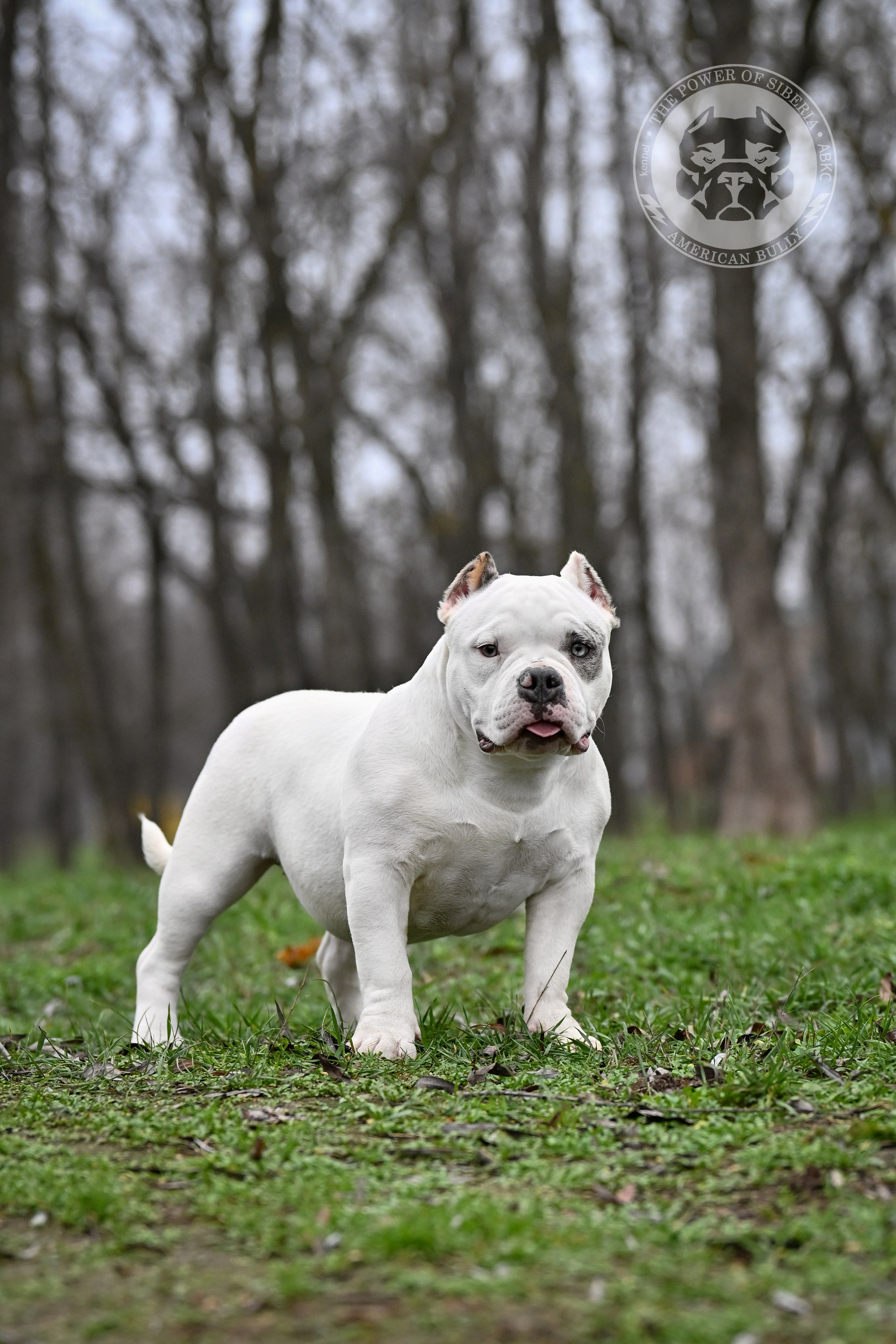 THE POWER OF SIBERIA ASYA. Американский Булли в г. Ростов-на-Дону. Питомник THE POWER OF SIBERIA