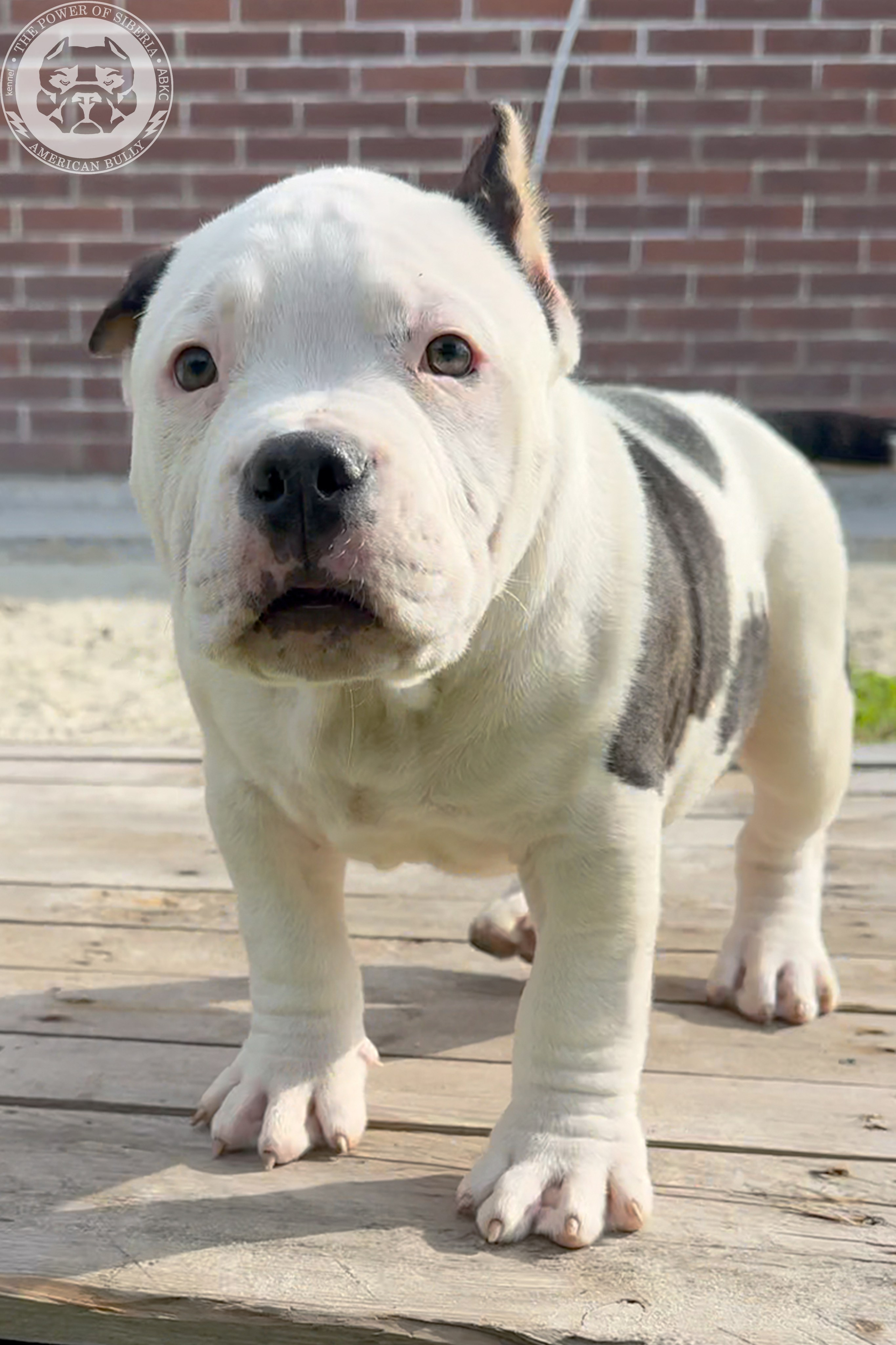 Свободные щенки Американский Булли, в типах покет, классик, стандарт. Американский Булли в г. Ростов-на-Дону. Питомник THE POWER OF SIBERIA