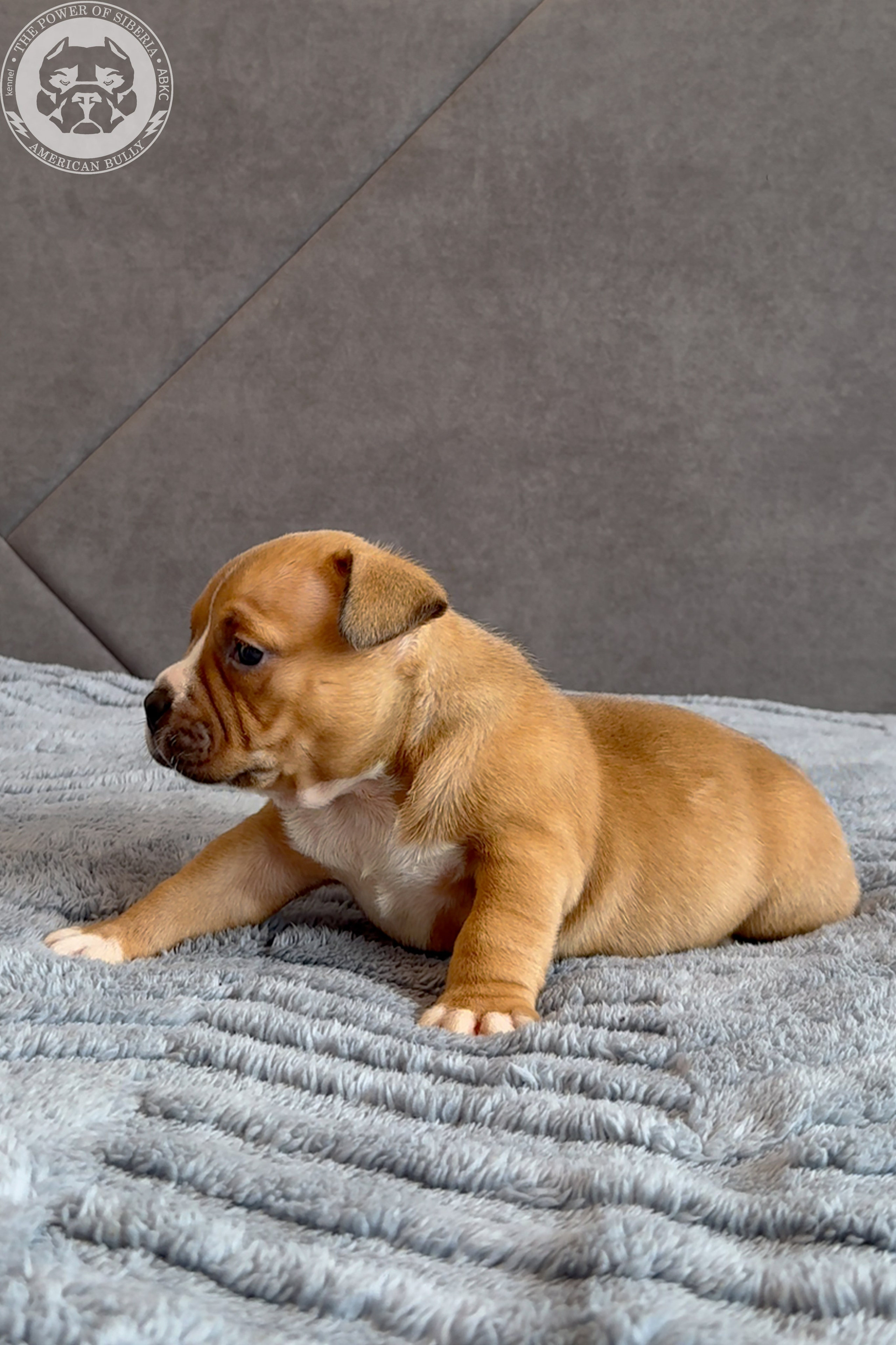 Свободные щенки Американский Булли, в типах покет, классик, стандарт. Американский Булли в г. Ростов-на-Дону. Питомник THE POWER OF SIBERIA