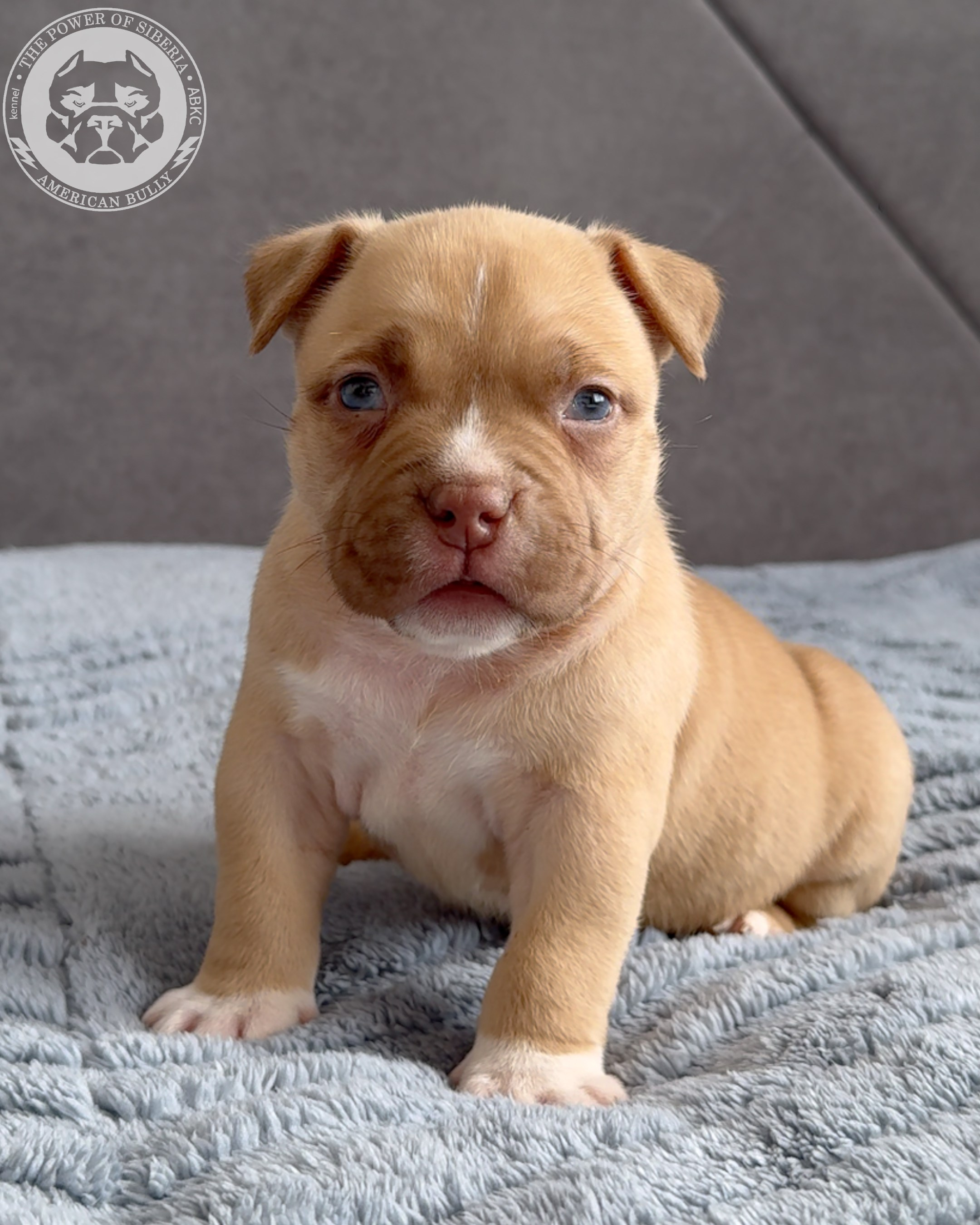 Свободные щенки Американский Булли, в типах покет, классик, стандарт. Американский Булли в г. Ростов-на-Дону. Питомник THE POWER OF SIBERIA
