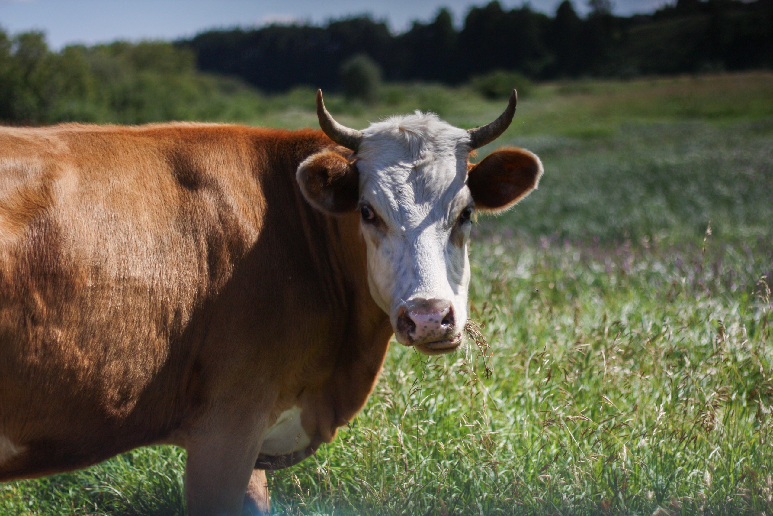 Русская деревня. Детский и семейный фотограф, фотограф мероприятий Нижний Новгород