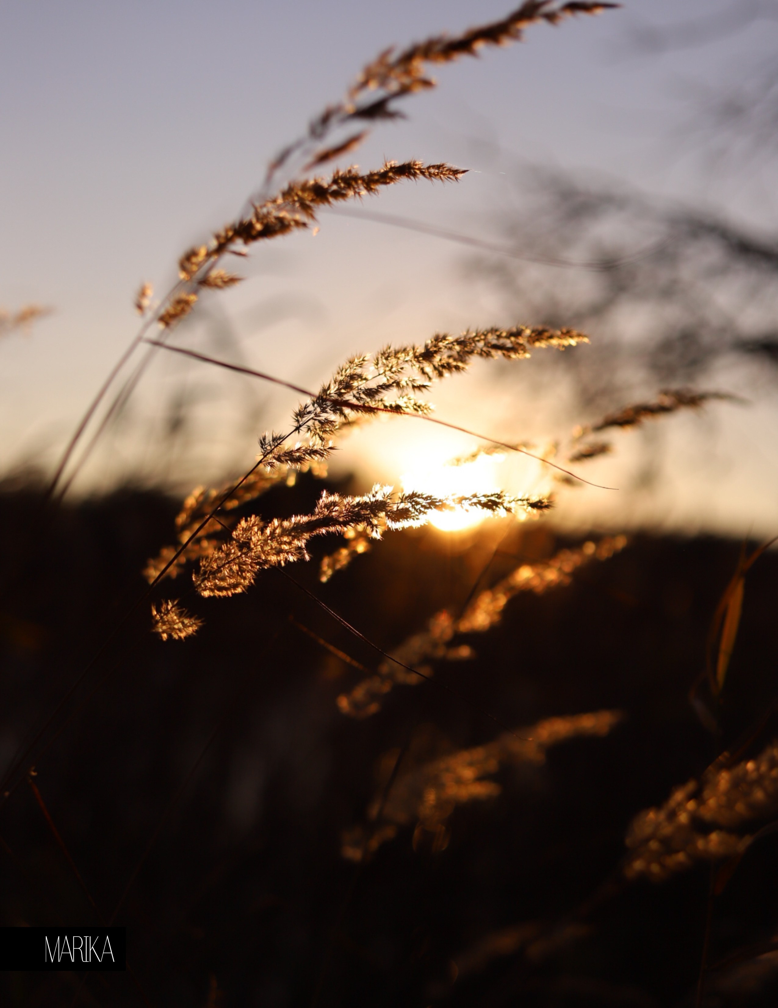 Фотограф Олеся Шипихина г. Москва