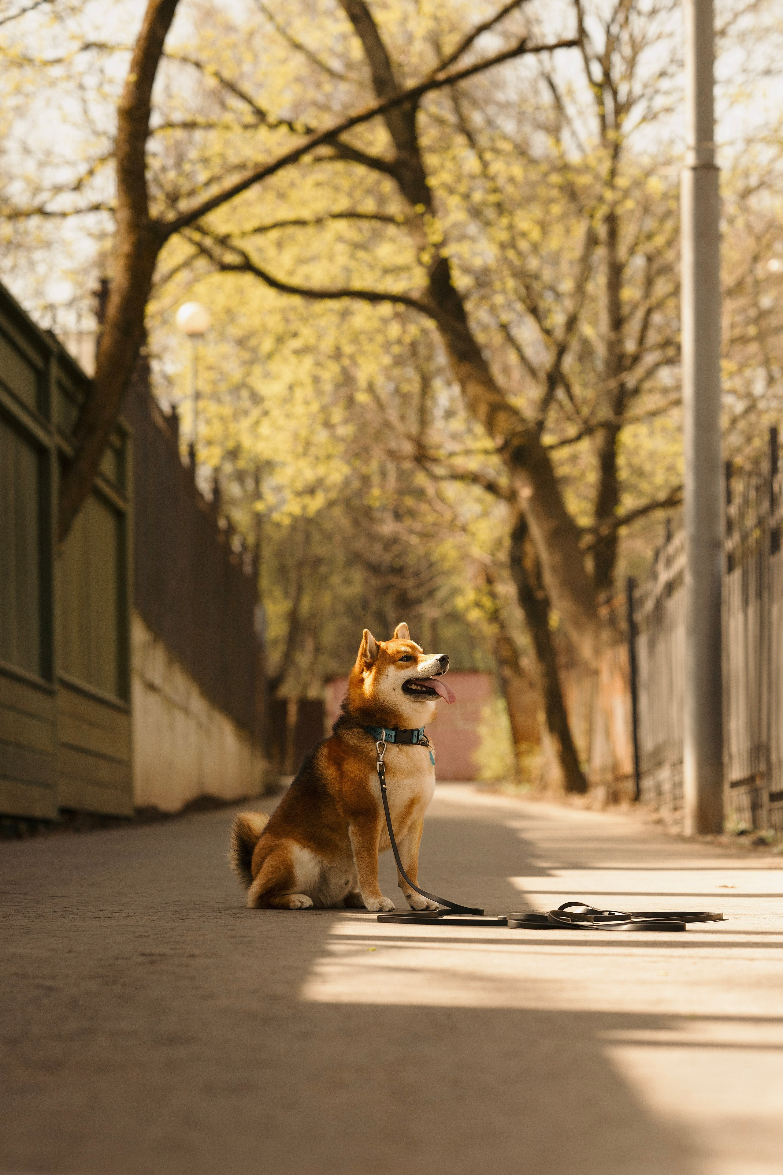 Юнки. Фотограф- анималист Александра Матвеева