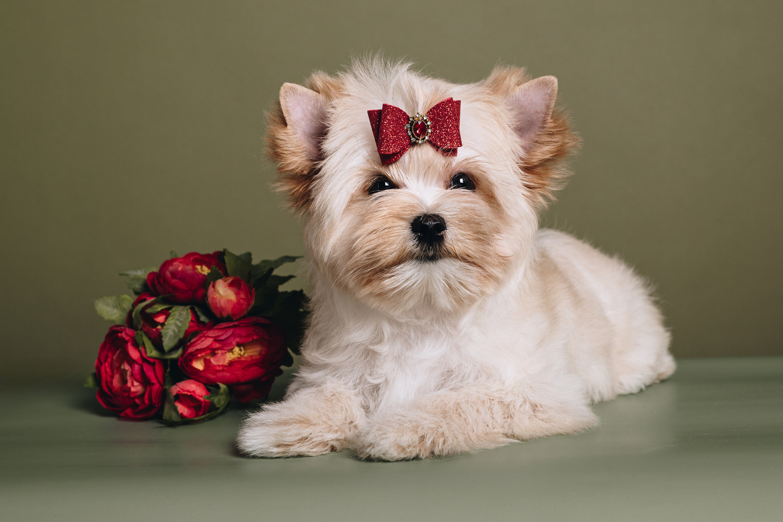 Russian Salon Dog. Natalia Finch Photography — Family, Kids & Pet Photographer in Chicago, IL