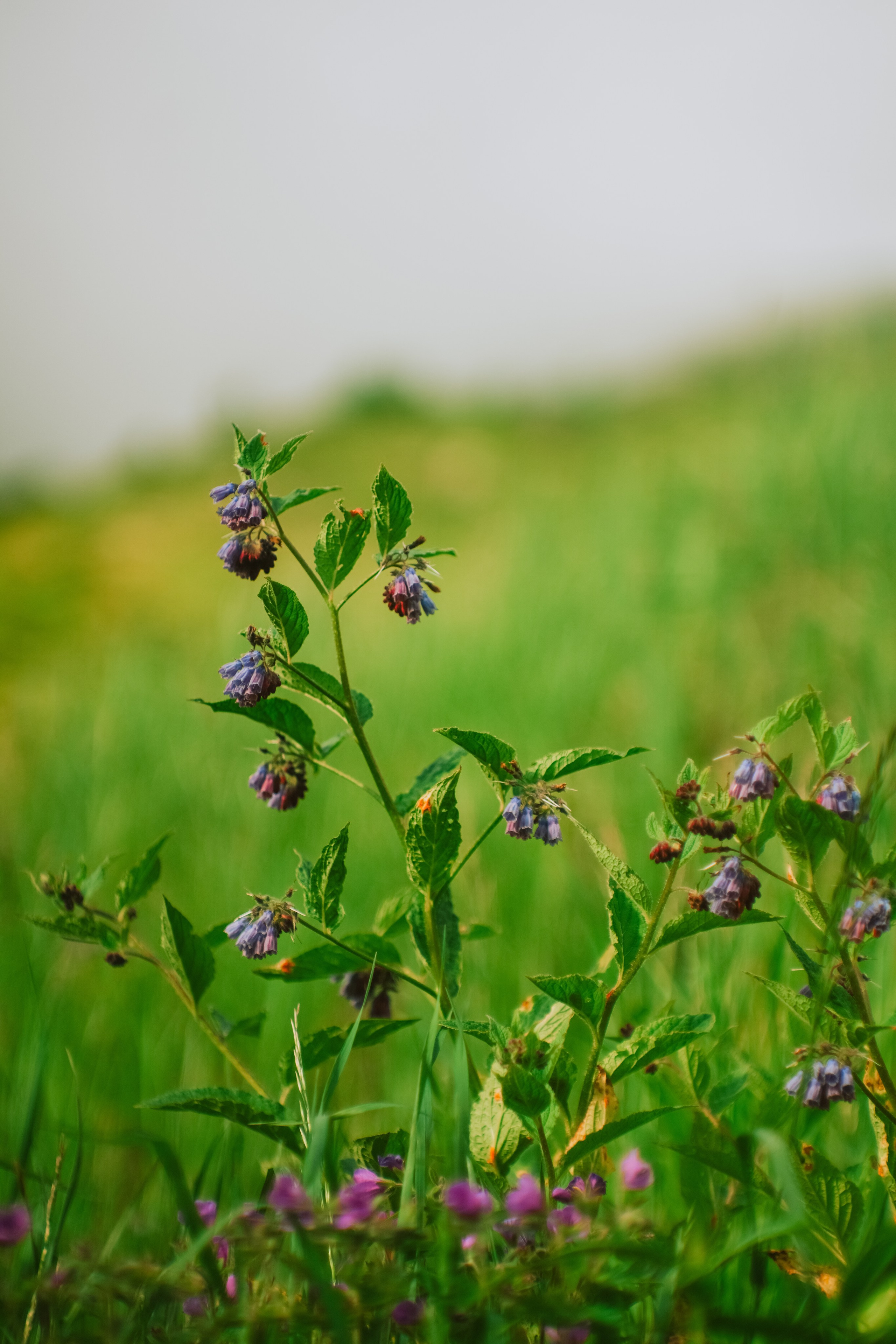 Нахазо ✽ Июль. Репортажный фотограф | Роза Хутор Красная Поляна Сочи Сириус