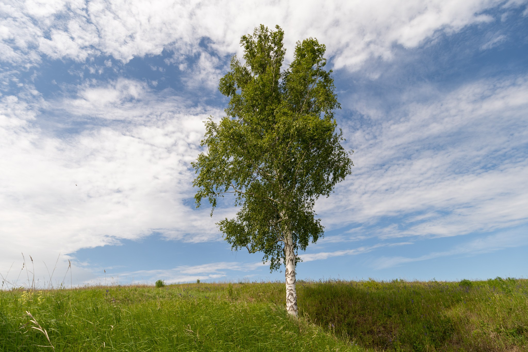 КустАрт Бежен луг 2019. Фотограф Василий Буланов