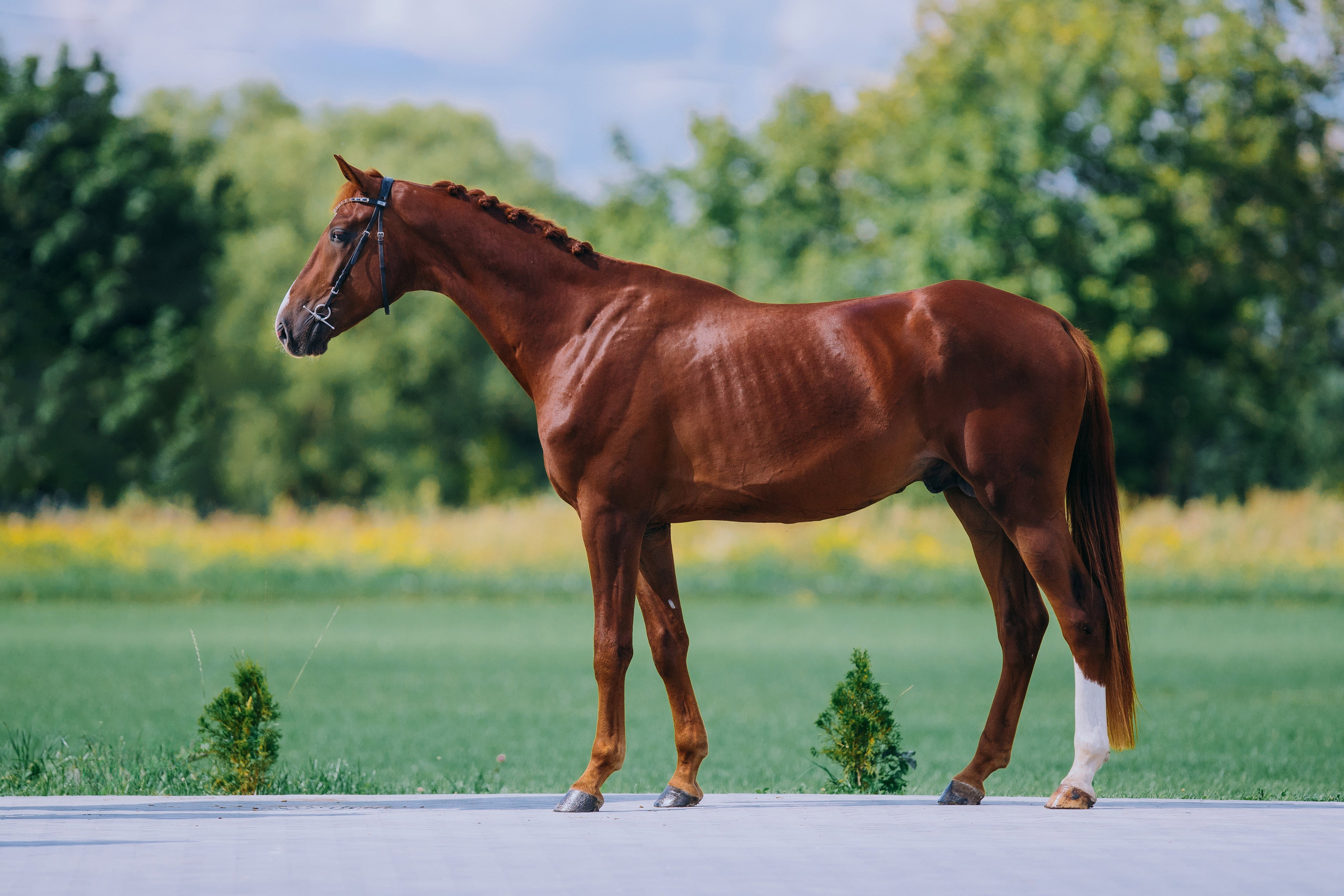 Экстерьеры. Фотограф-анималист Ксендзова Кристина