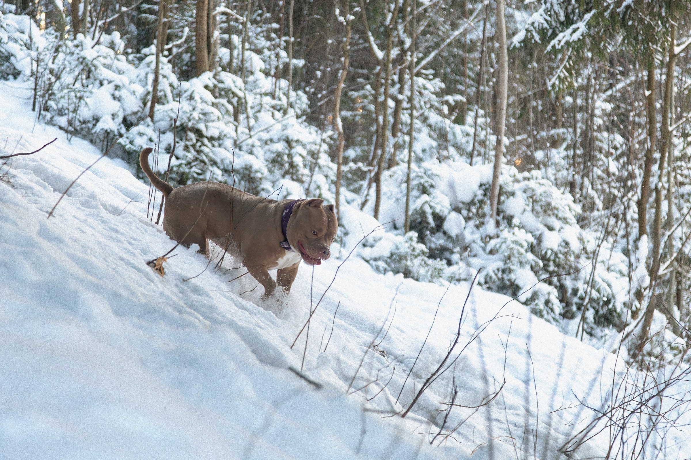 Американский булли Тесла. Htykk_photo