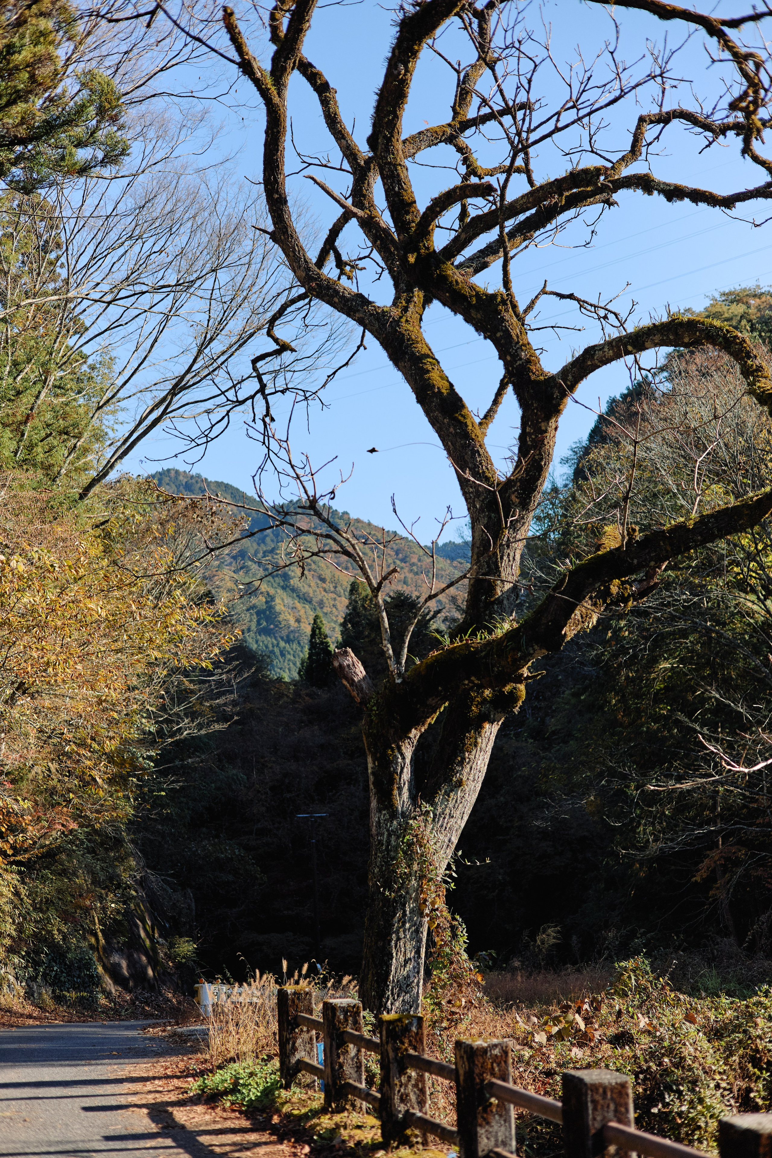 Япония. Профессиональный Фотограф во Владимире, в Москве и в Суздале — Полина Романычева