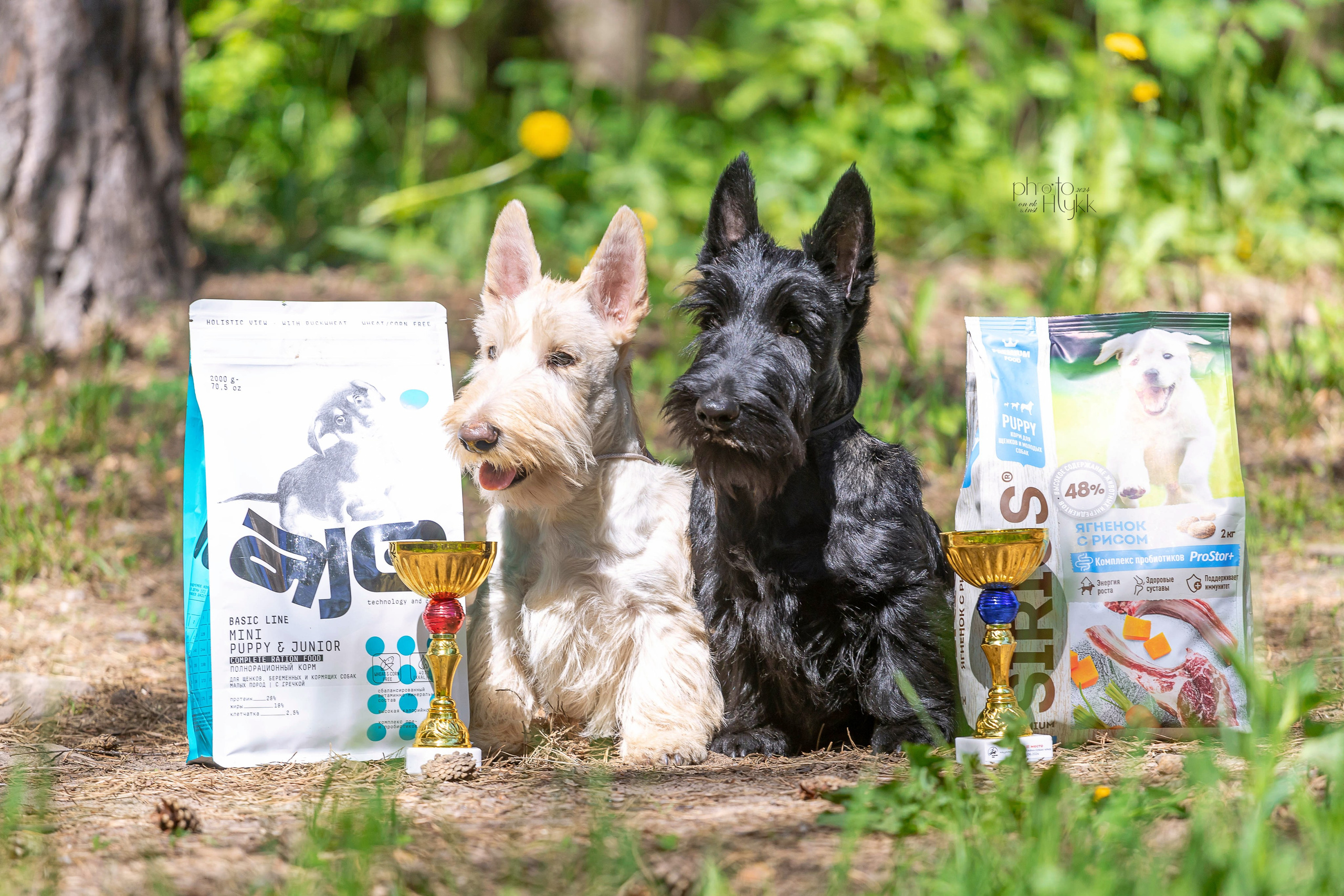 2 июня 2024, Выставка РКФ, г. Пермь. Htykk_photo