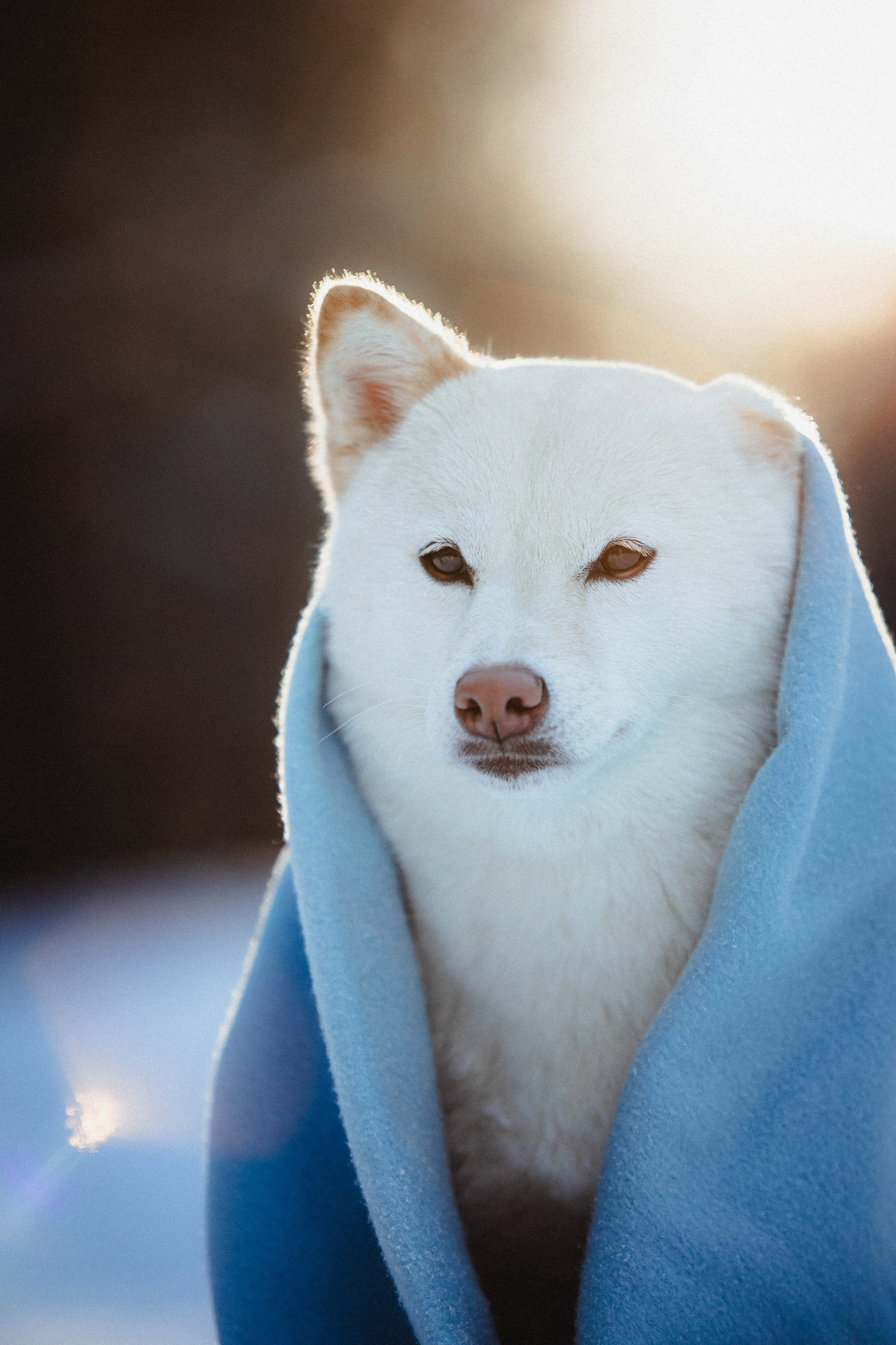 Шед, Цири и Ира