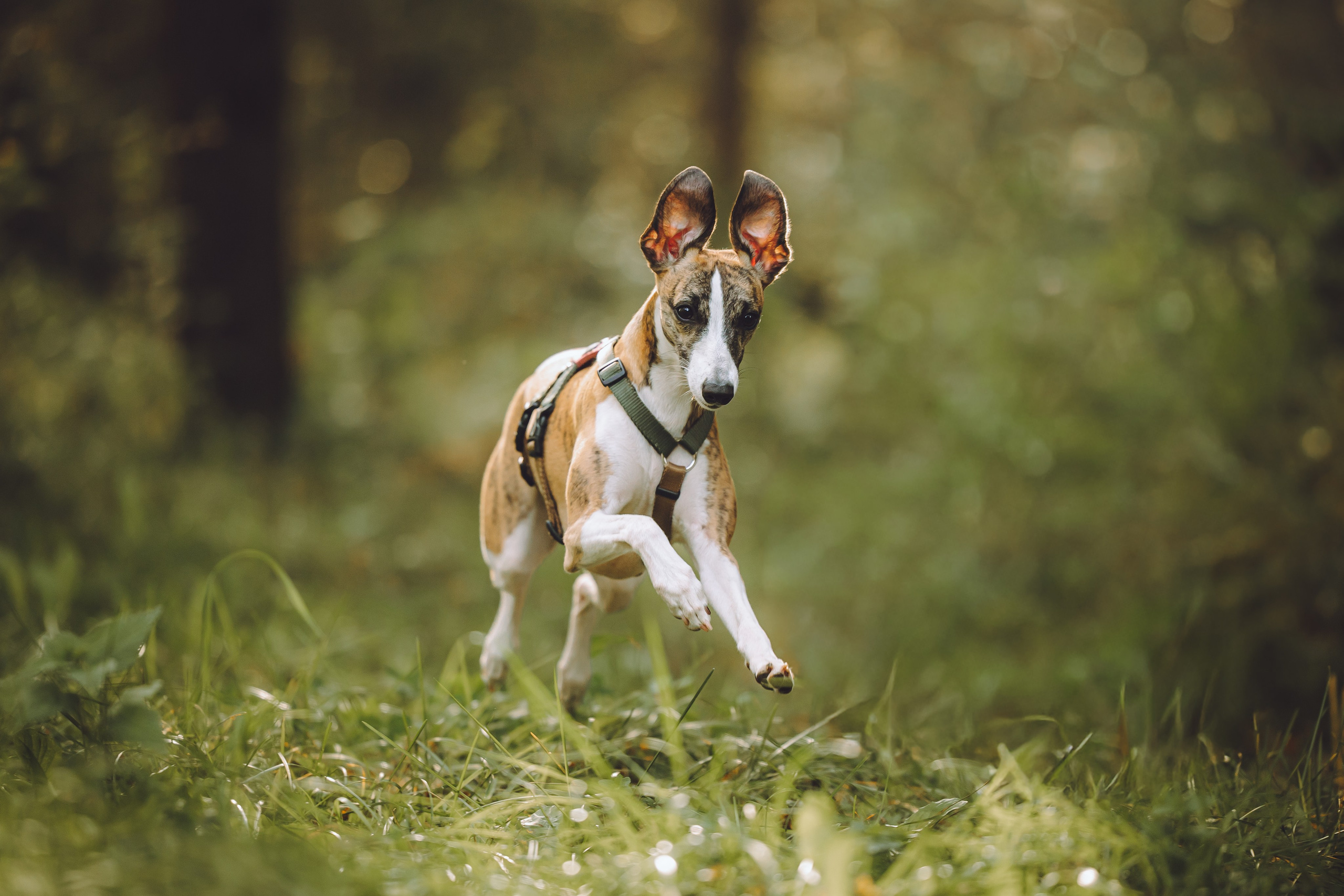 Выездной дог-тренинг от школы «Шерсть имею», Тованово