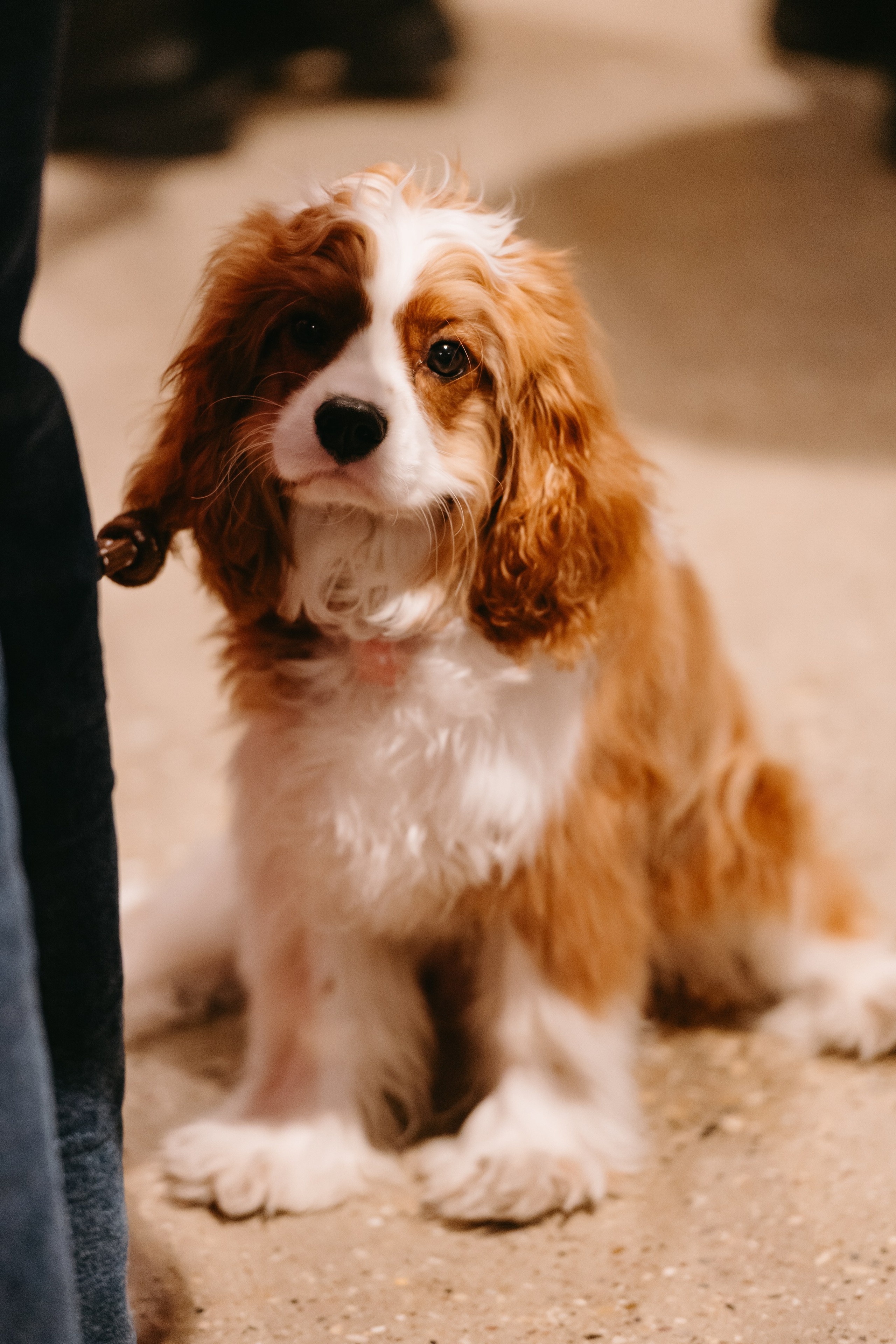 Frisky Dog Day. Фотограф Ирина Авдеева