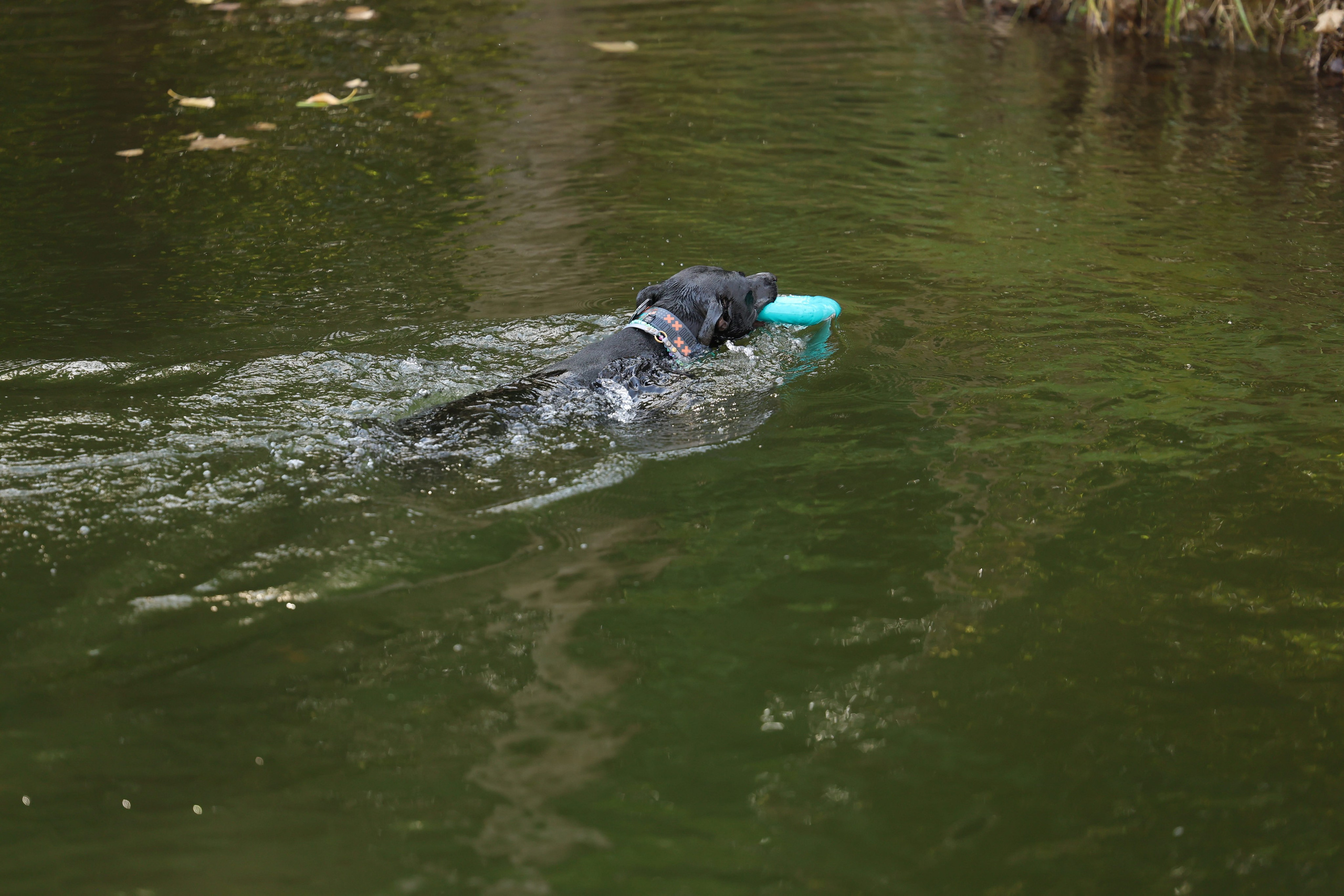 Алена и Бора. Виктория Михайловская. Фотограф-анималист. Москва