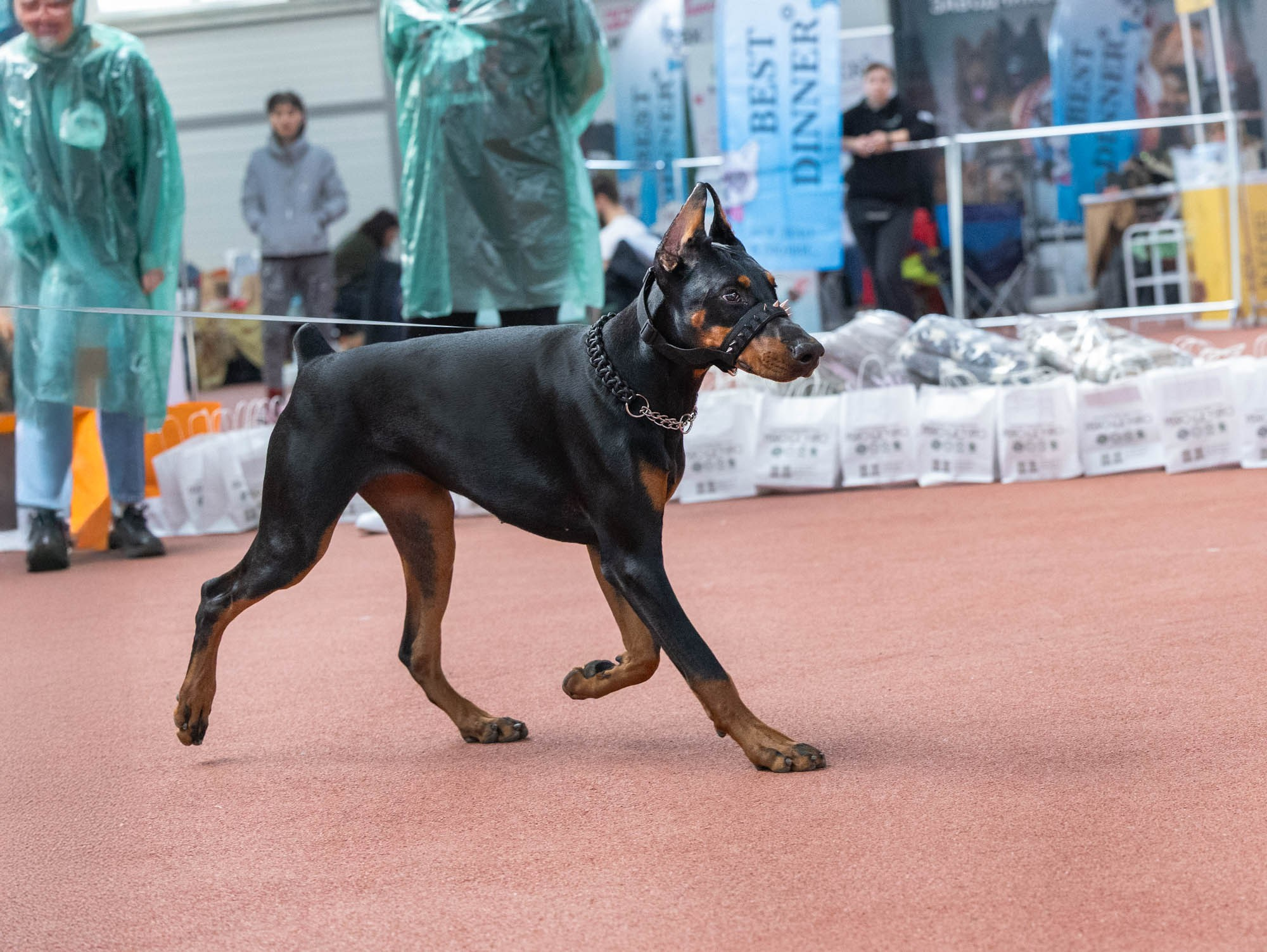 IDBC. Виктория Михайловская. Фотограф-анималист. Москва