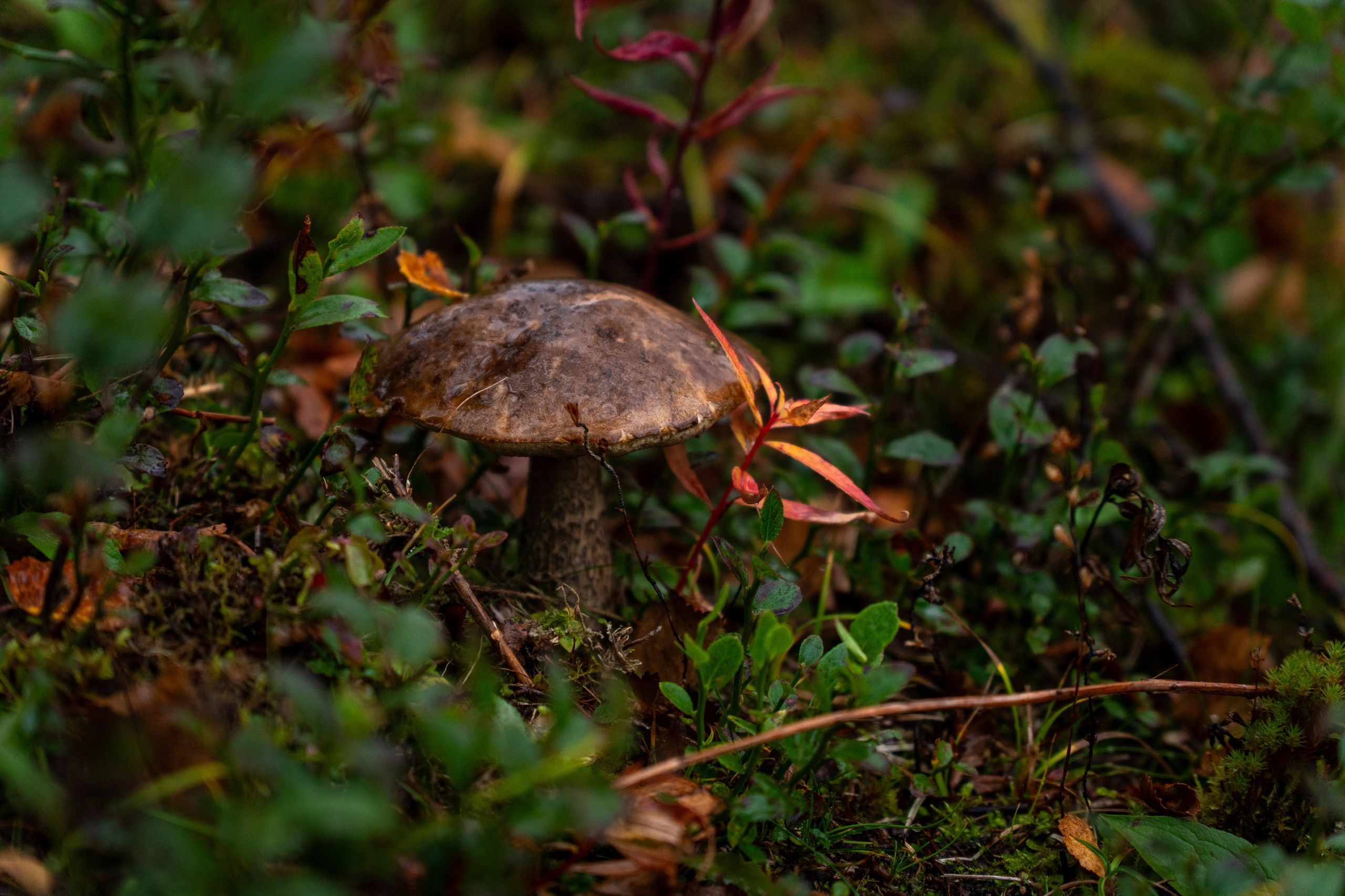 Крупный план + Арт. Daria wanderer photography