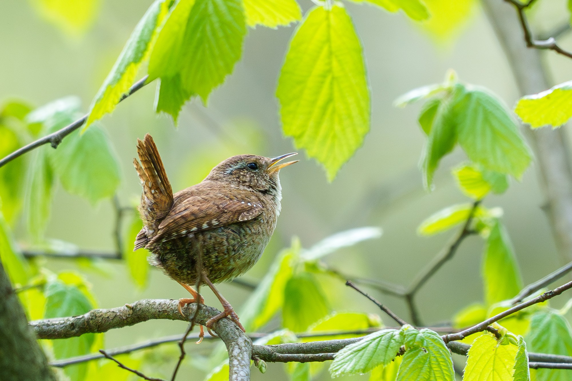 Удивительные мир птиц. Вокруг нас столько прекрасного — присмотритесь!. Ваш личный фотограф Марина Волкова