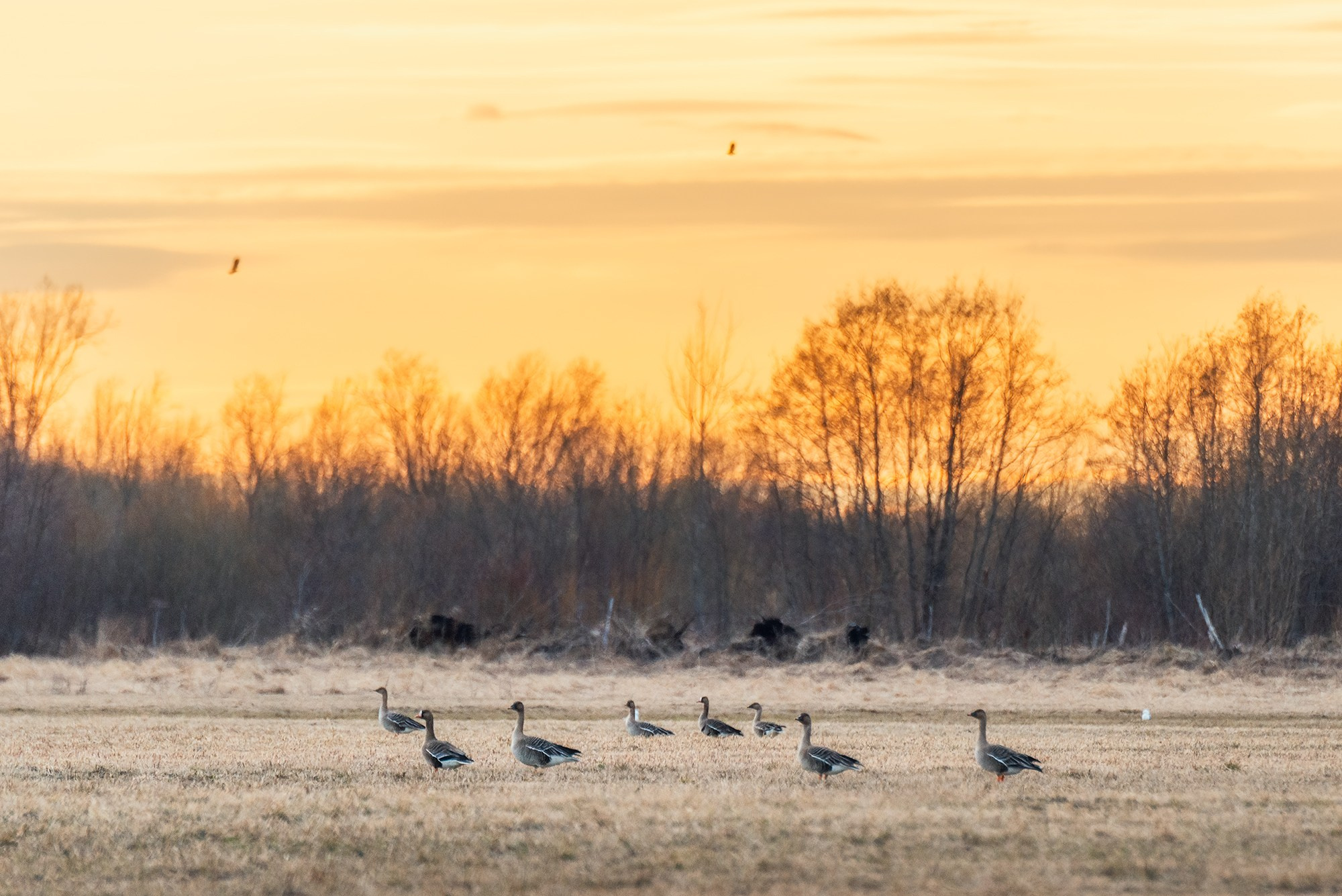 Пейзаж. Аэросъемка в Архангельске, Александр Ермолин