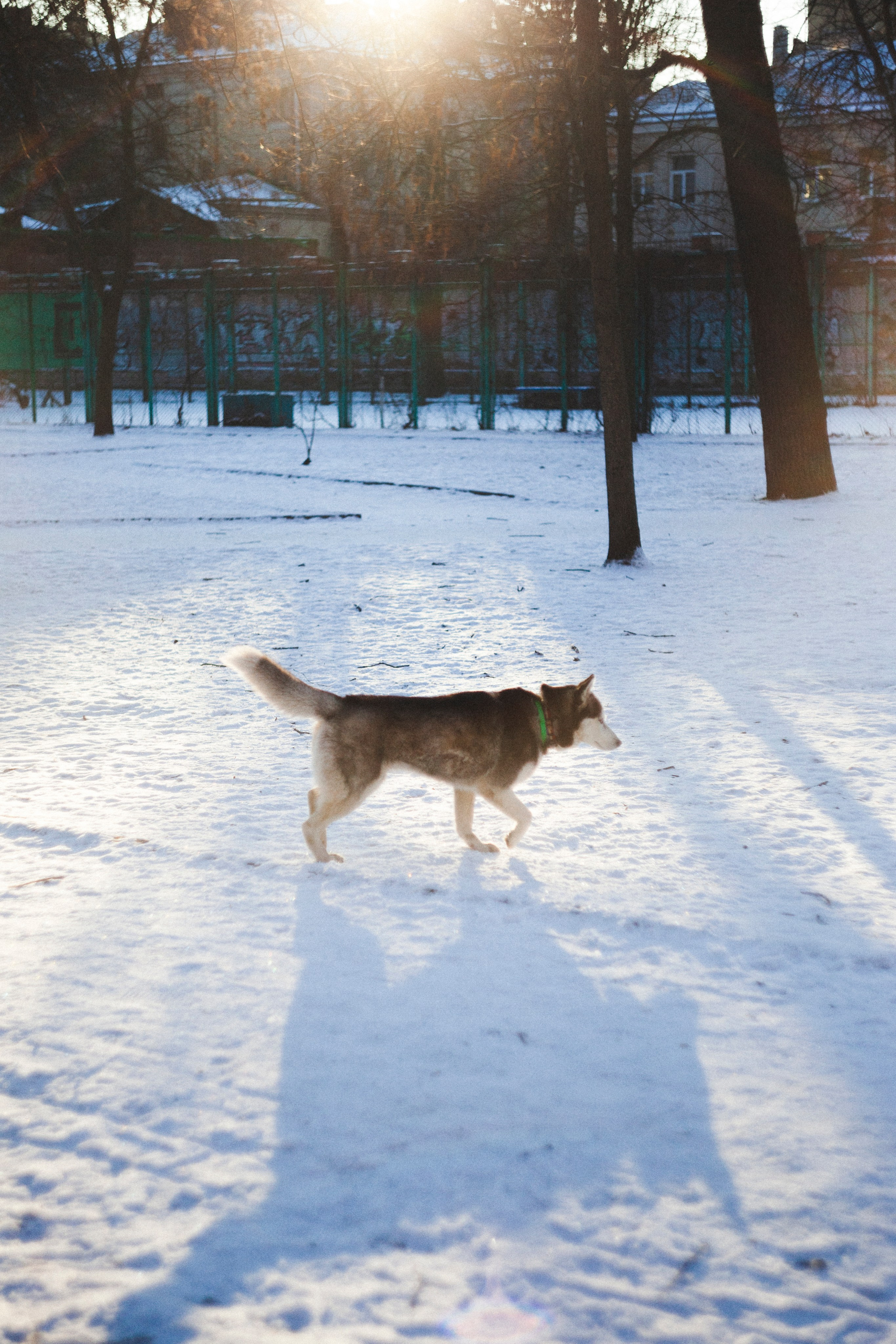 В Алексеевском саду. Фотограф Адигамова Юлия в Петербурге