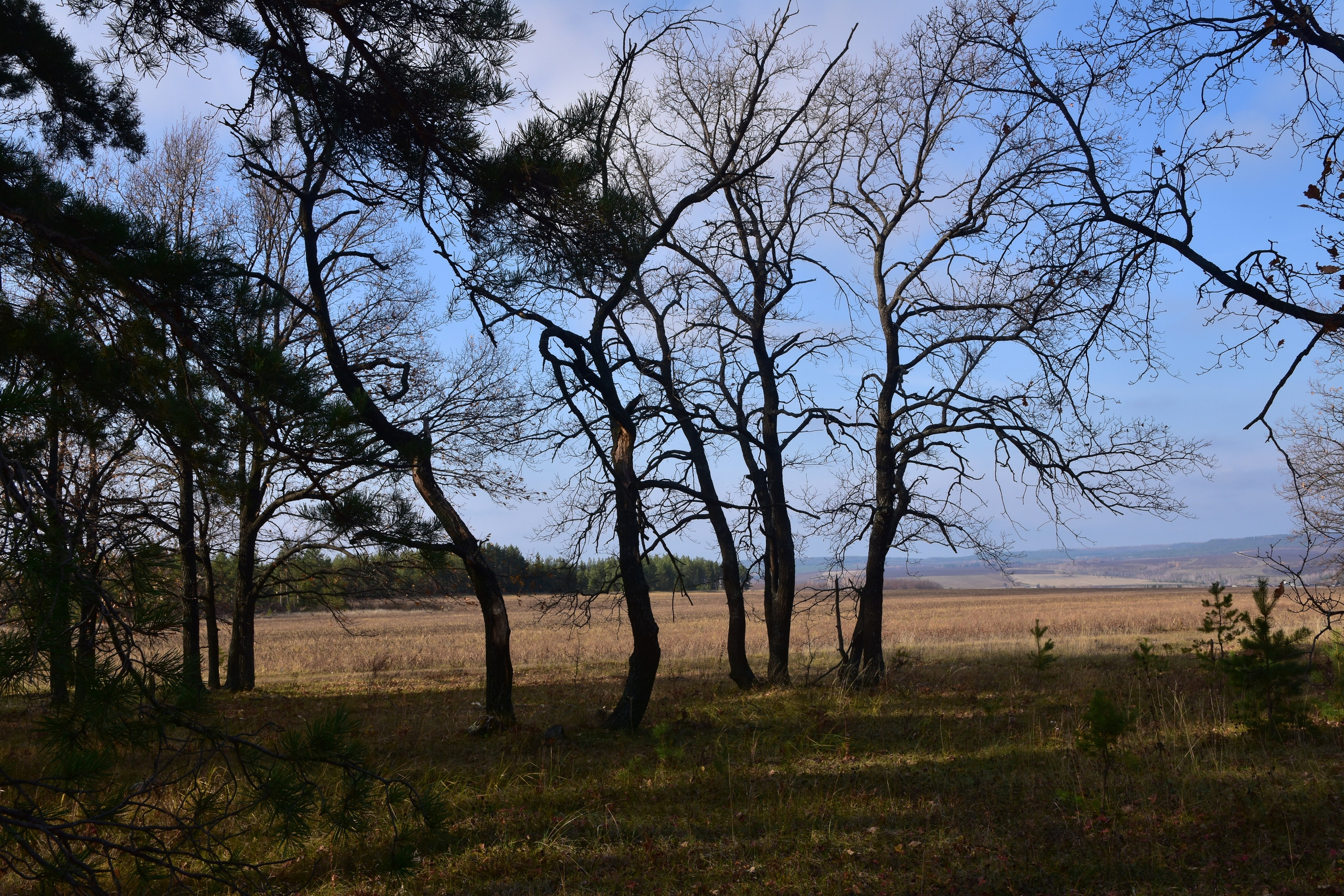 Все что тронуло, миниатюры. Созерцатель. фотографирую что тронуло и впечатлило. самарская область