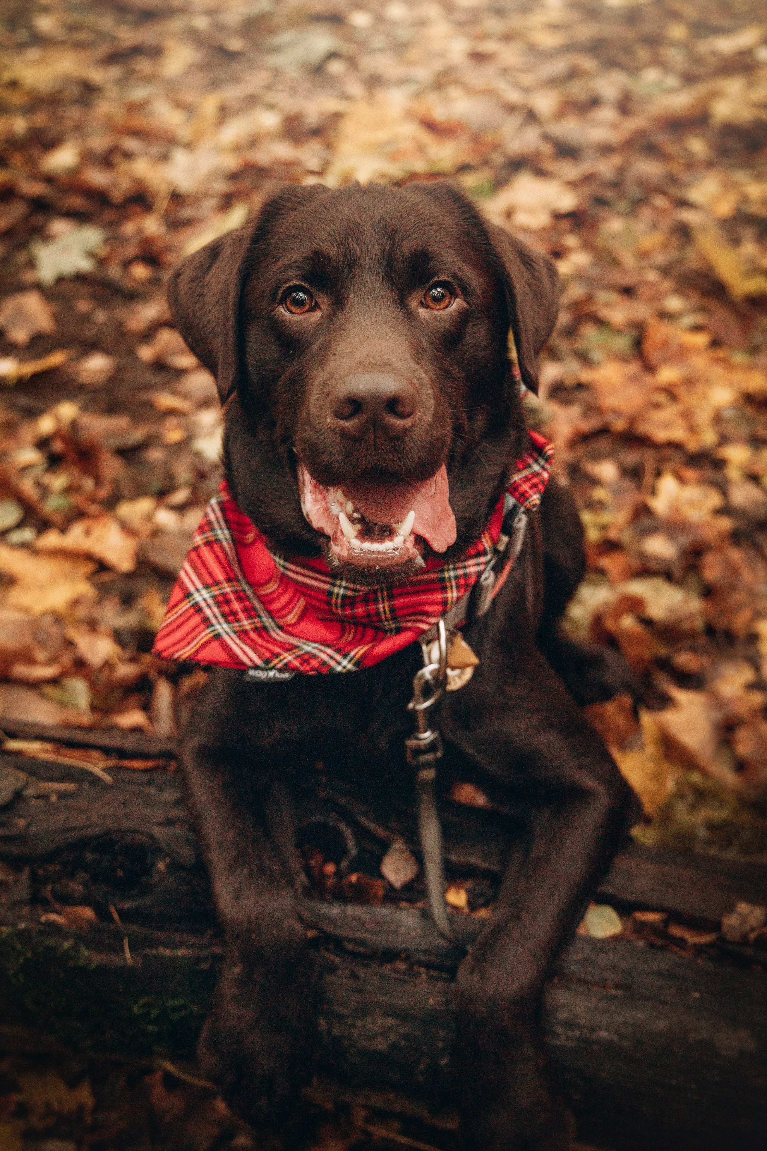 Арина и Сэмми. Фотограф — Анималист | Санкт-Петербург