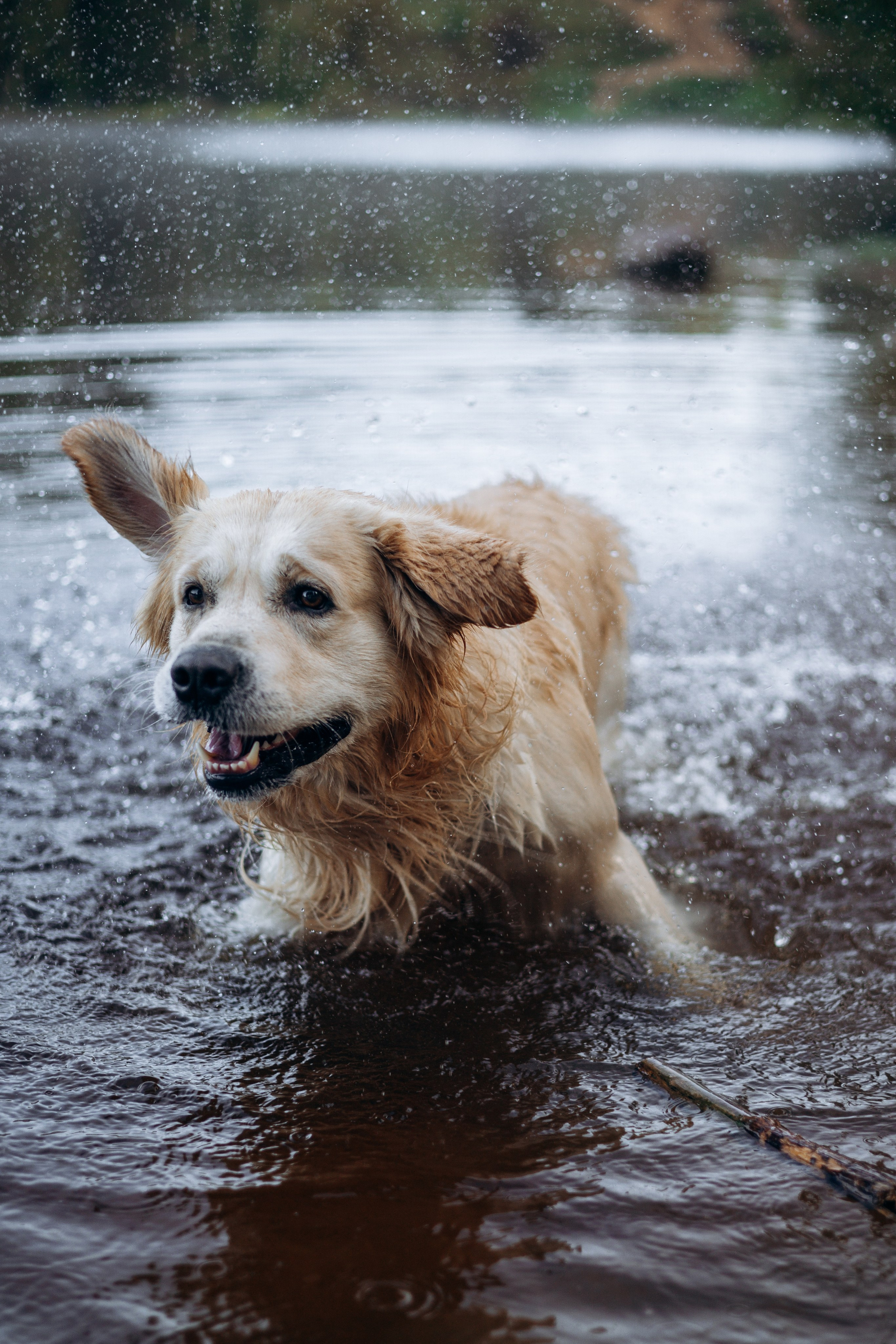 Лёва и его семья. Фотограф — Анималист | Санкт-Петербург