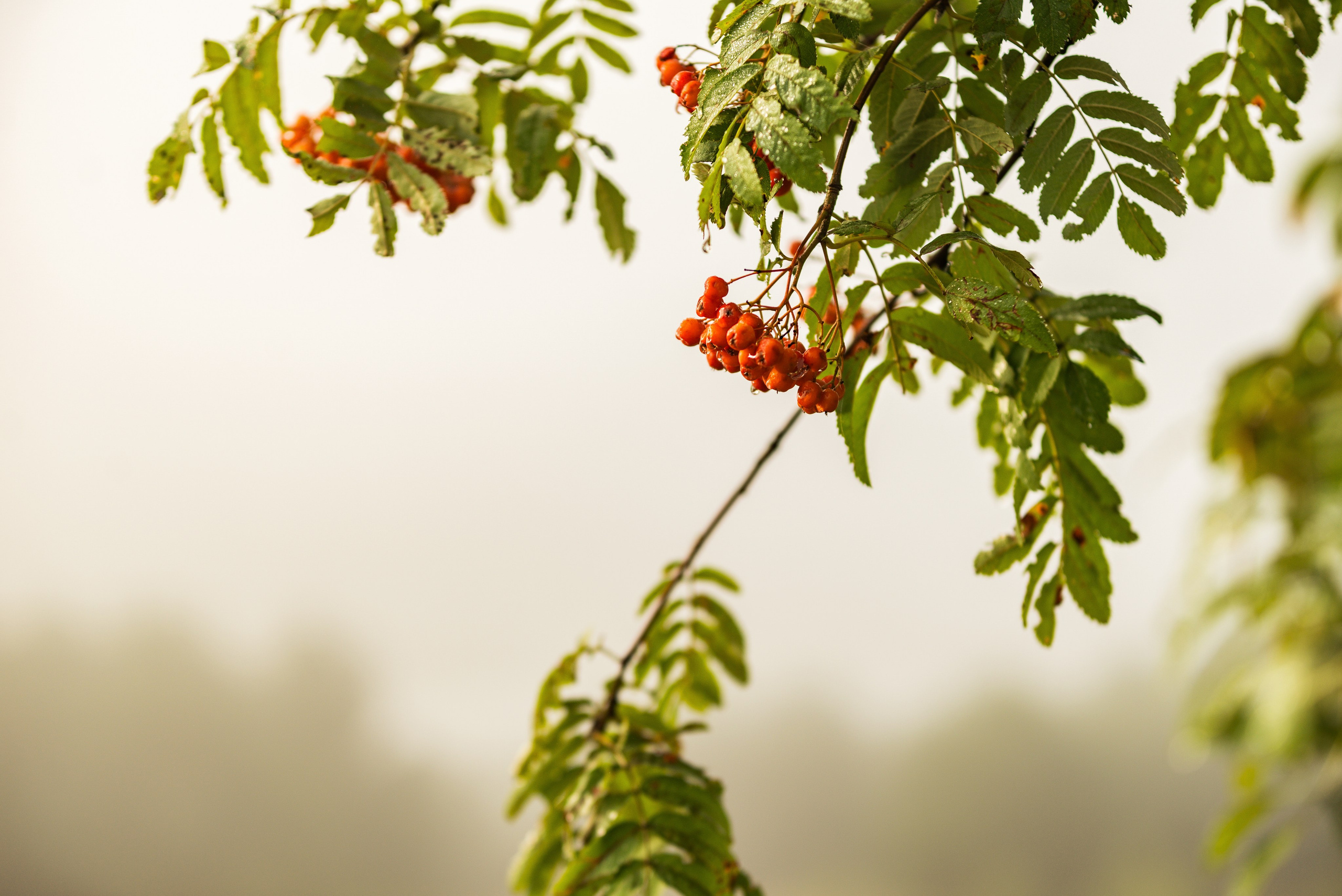 Утро августа. Фотограф в Ветлуге Сергей Белов (VETLUGA B.S.)