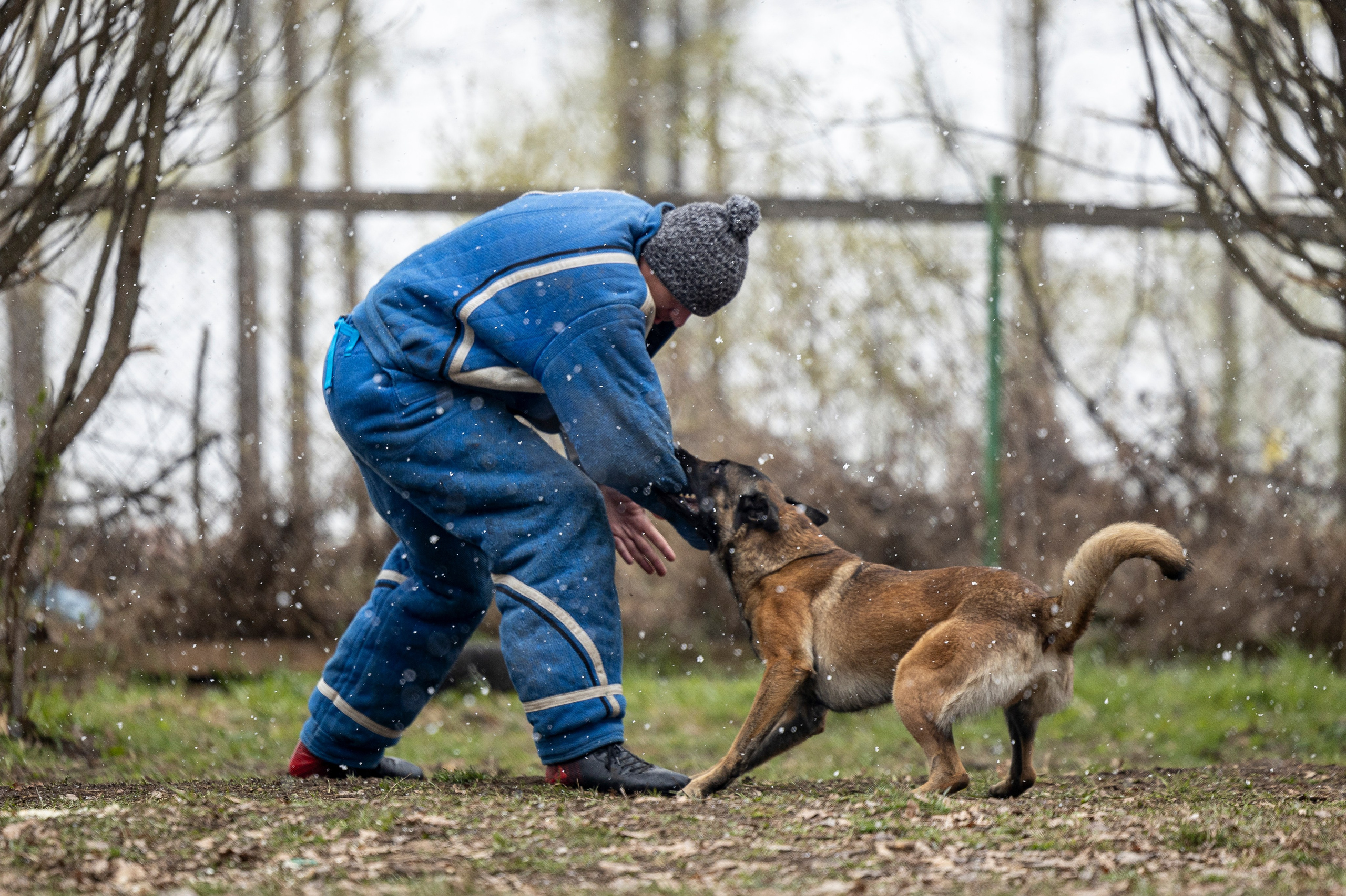 Квалификационные состязания по мондьорингу г. Вологда 11.05.24. Фотограф-анималист Анна Маринич