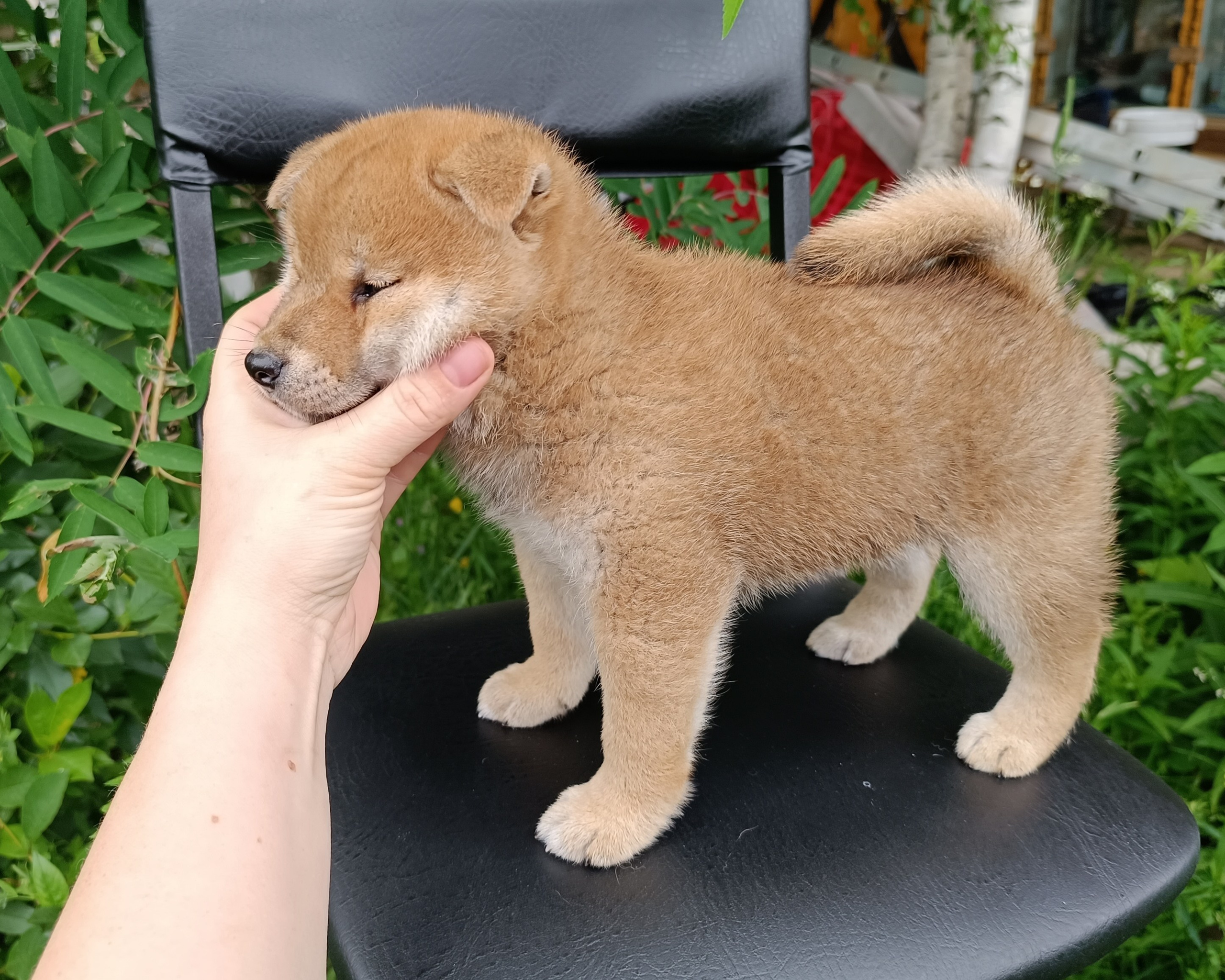 Сиба Rubylight Germes питомник Рубилайт