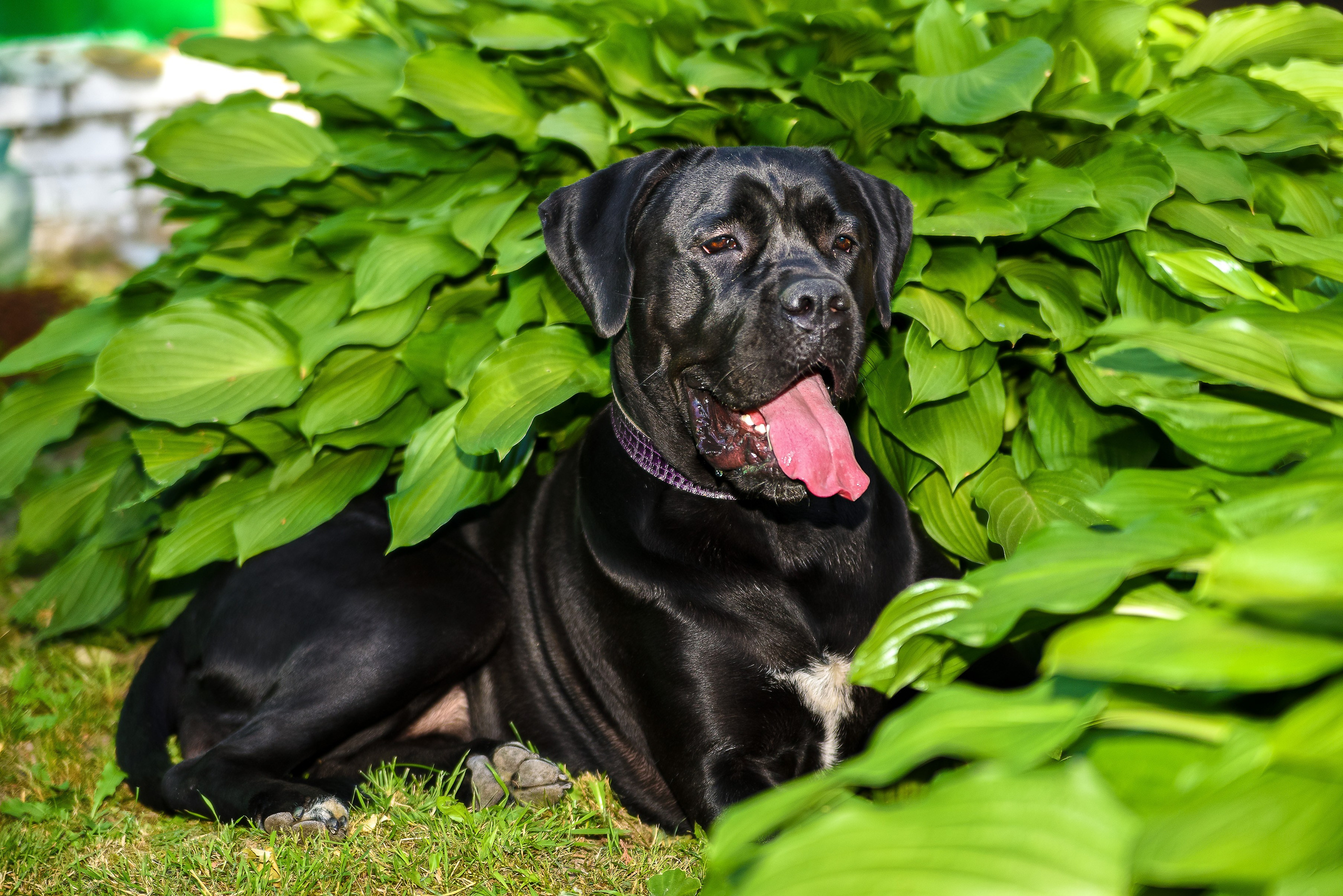 Собаки. Фотограф-анималист в СПб