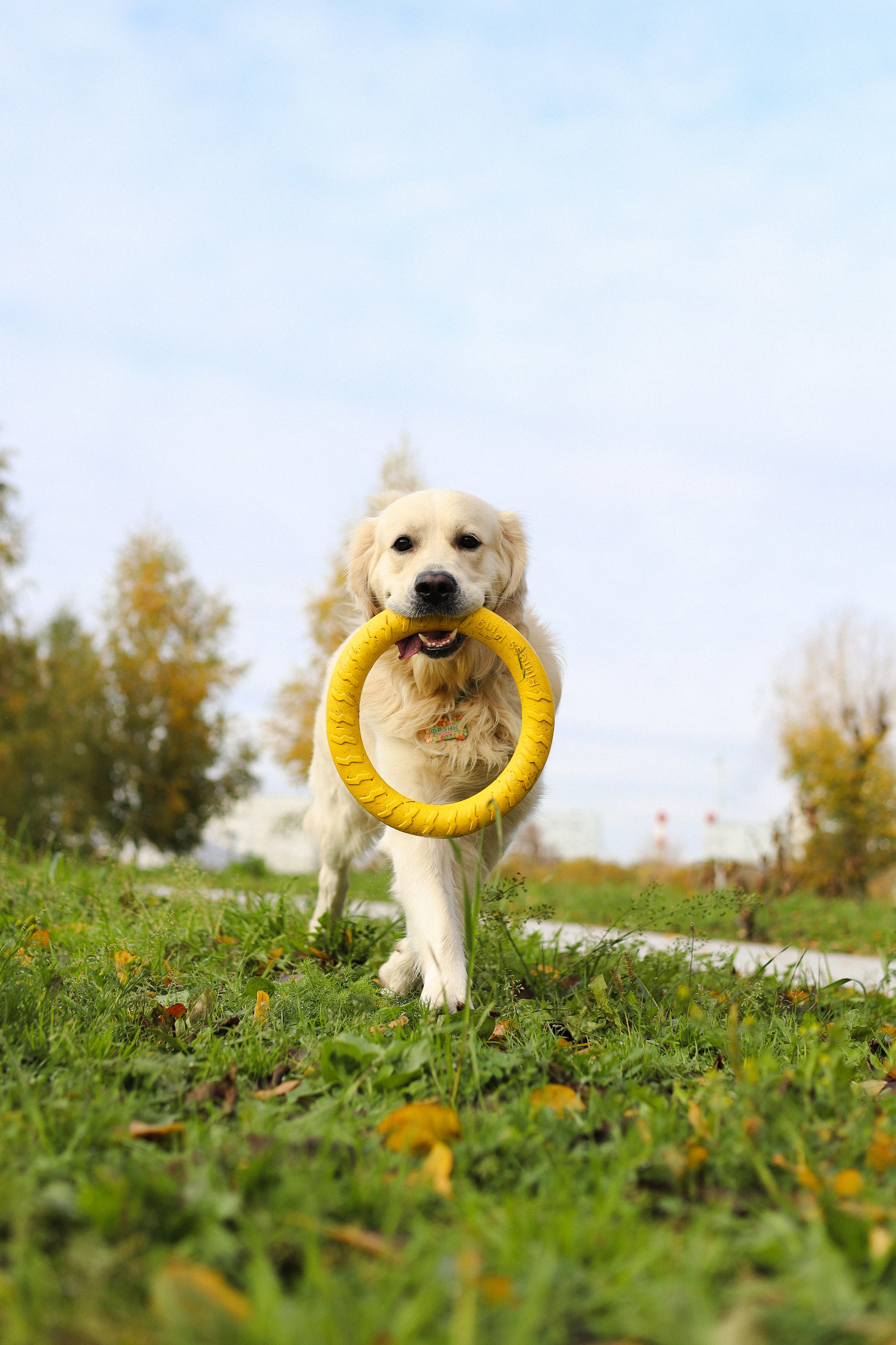 Фрэнк, Даша и Максим. Фотограф-анималист Ксения Шевцова|Москва
