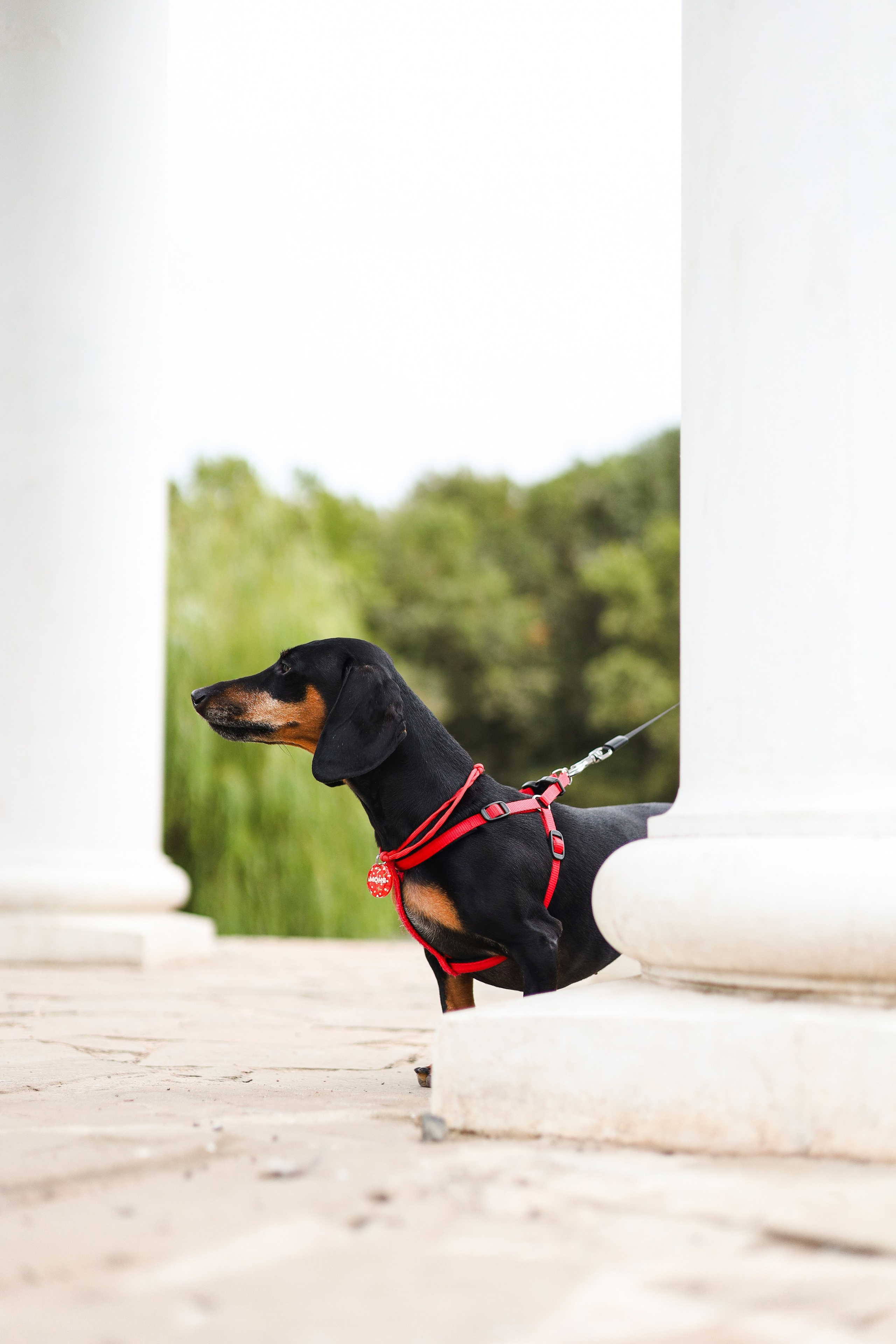 Моня и Оля. Фотограф-анималист Ксения Шевцова|Москва