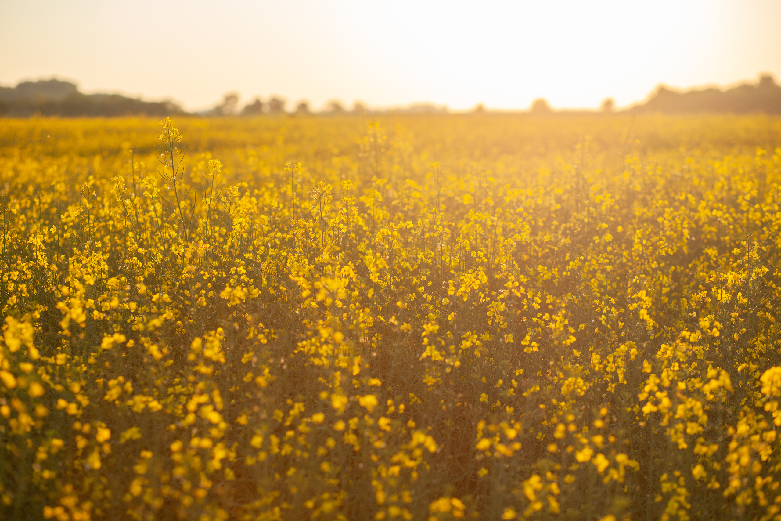 Семья. Любовь. Закат. Фотограф в Калининграде Баскакова Юлия