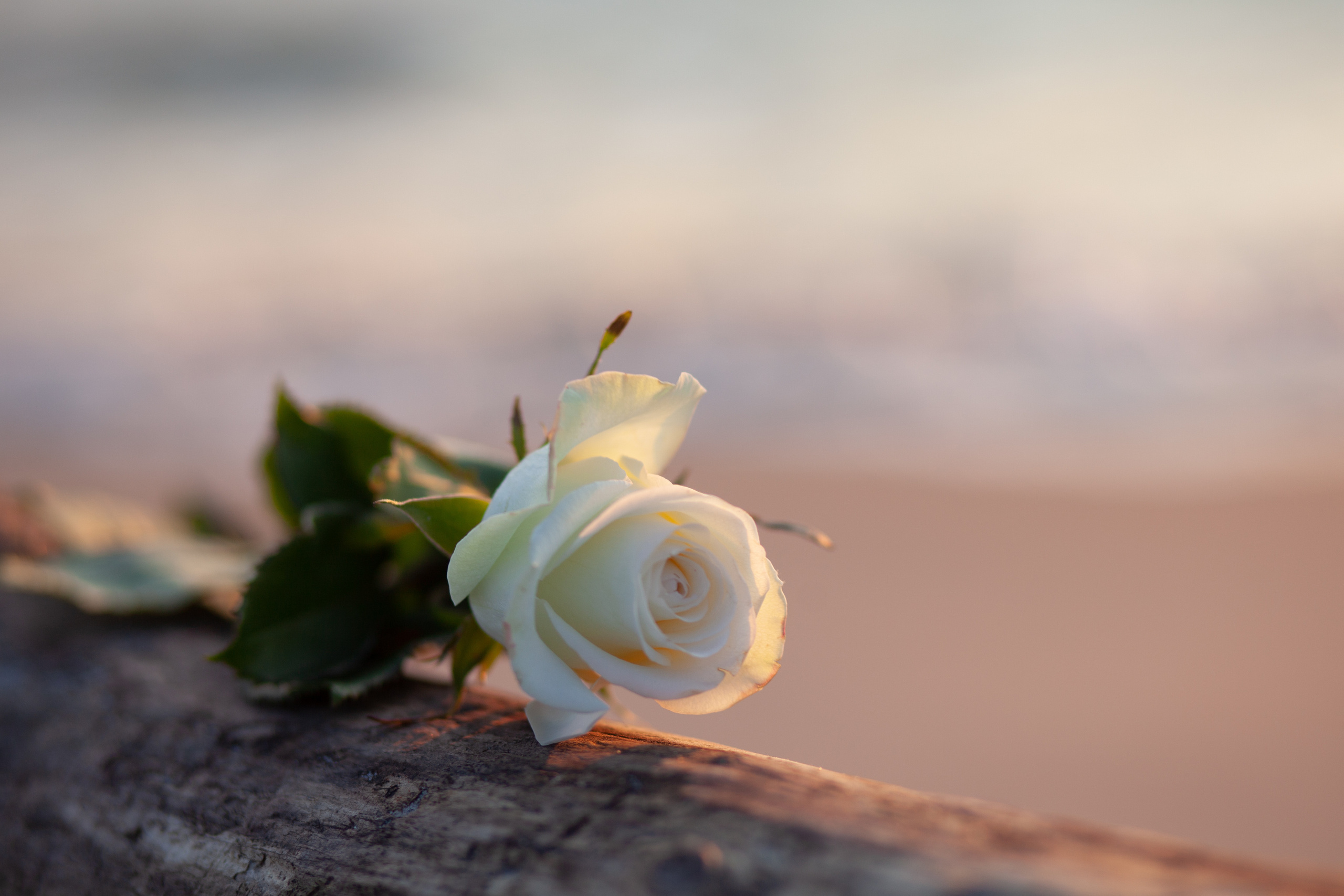 В ожидании чуда. Фотограф в Калининграде Баскакова Юлия