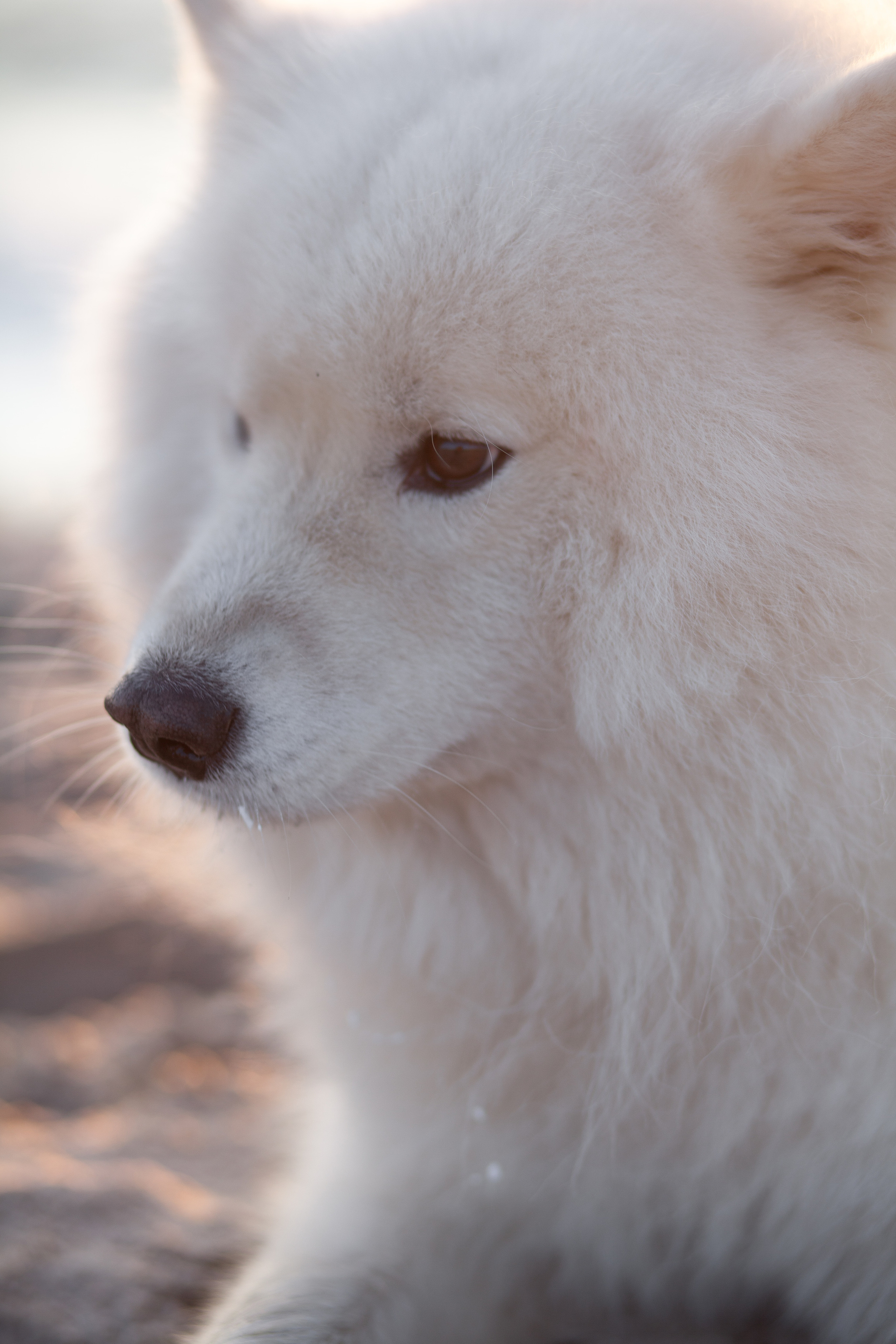 В ожидании чуда. Фотограф в Калининграде Баскакова Юлия