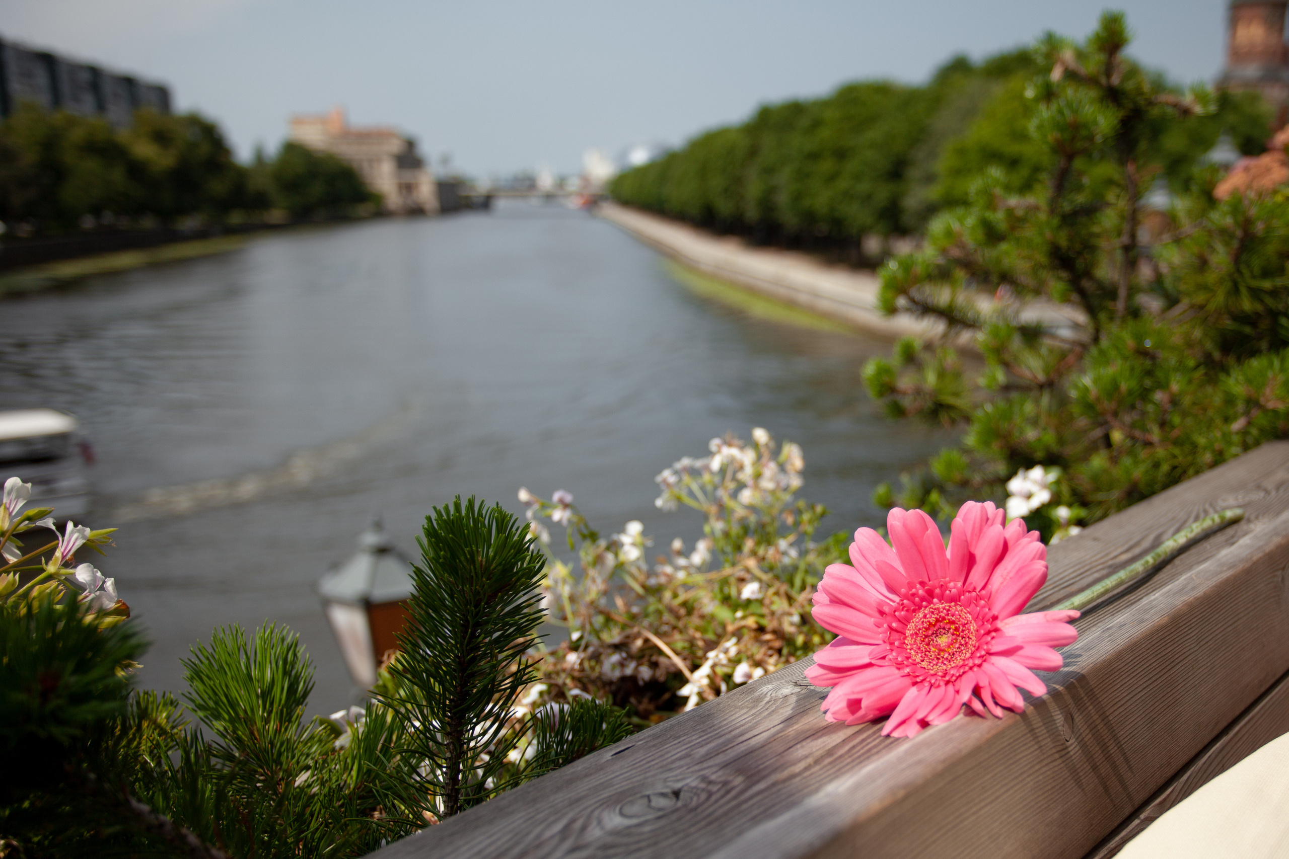 Теплый летний день. Фотограф в Калининграде Баскакова Юлия