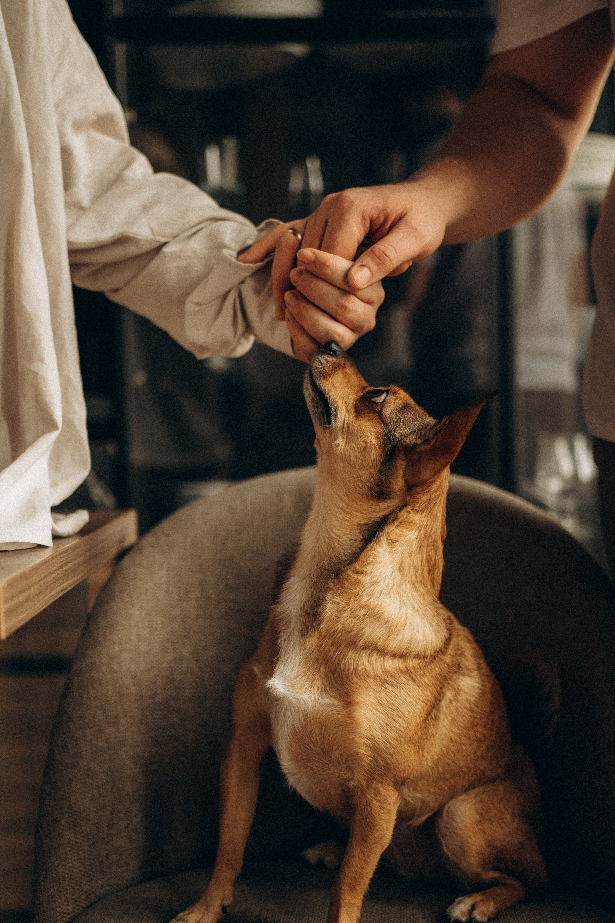 Алена, Антон и Гая. Гаврилова Настя семейный фотограф lifestyle в Москве