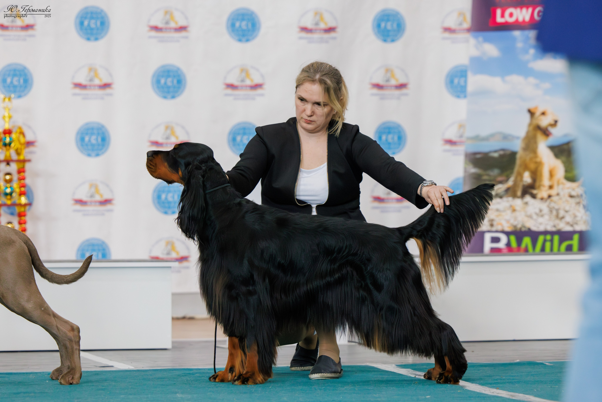 Ереван 2х CACIB 29-30.04.2025. Фотограф-анималист Юлия Германика