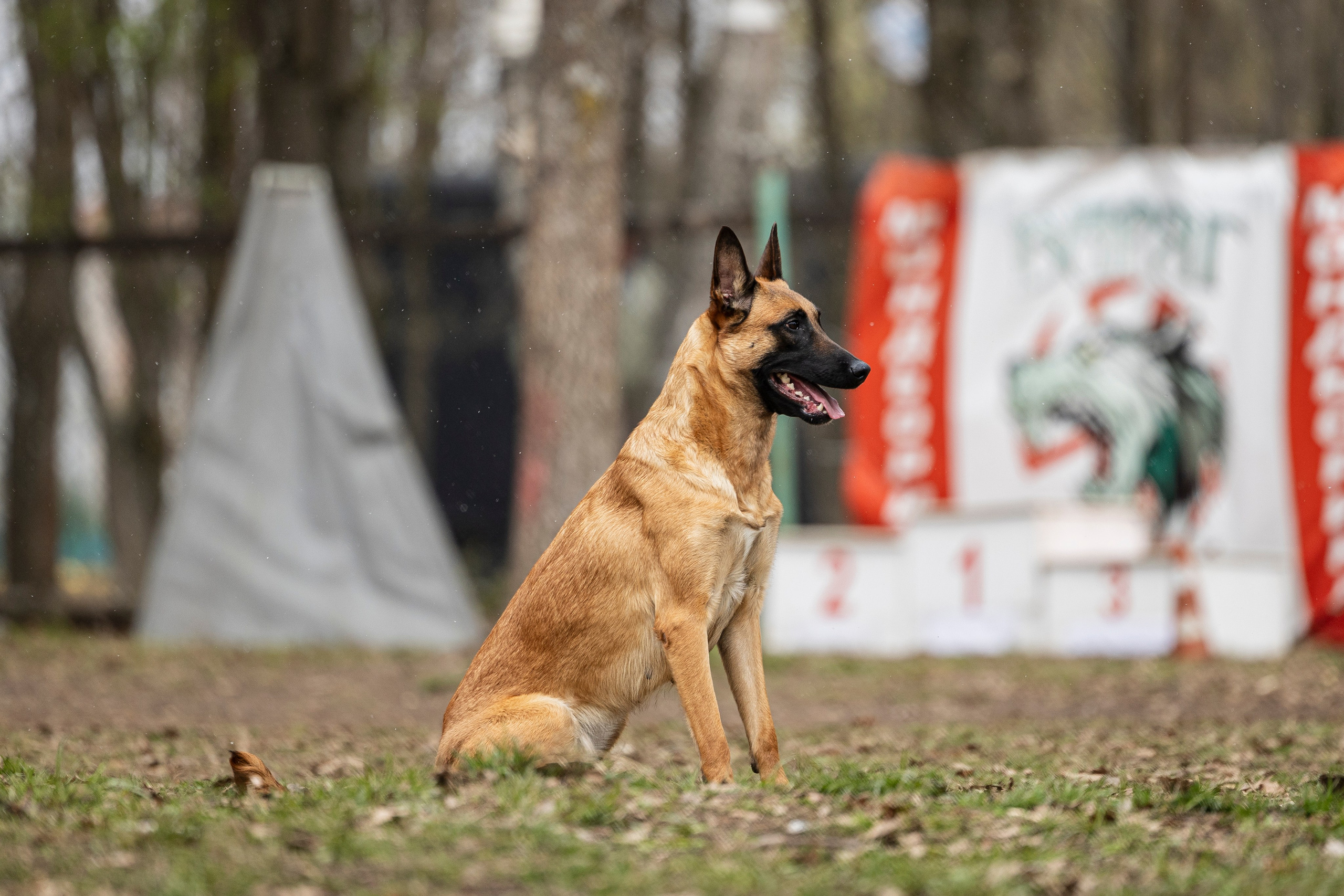 Квалификационные состязания по мондьорингу г. Вологда 11.05.24. Фотограф-анималист Анна Маринич