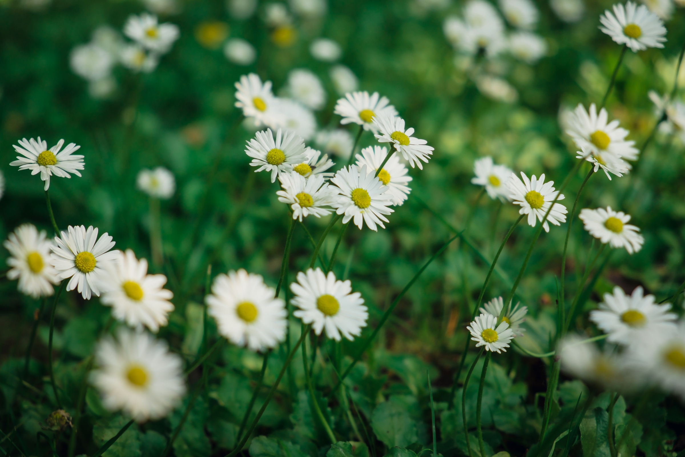 Главный ботанический сад. Видеограф и фотограф на свадьбу в Москве