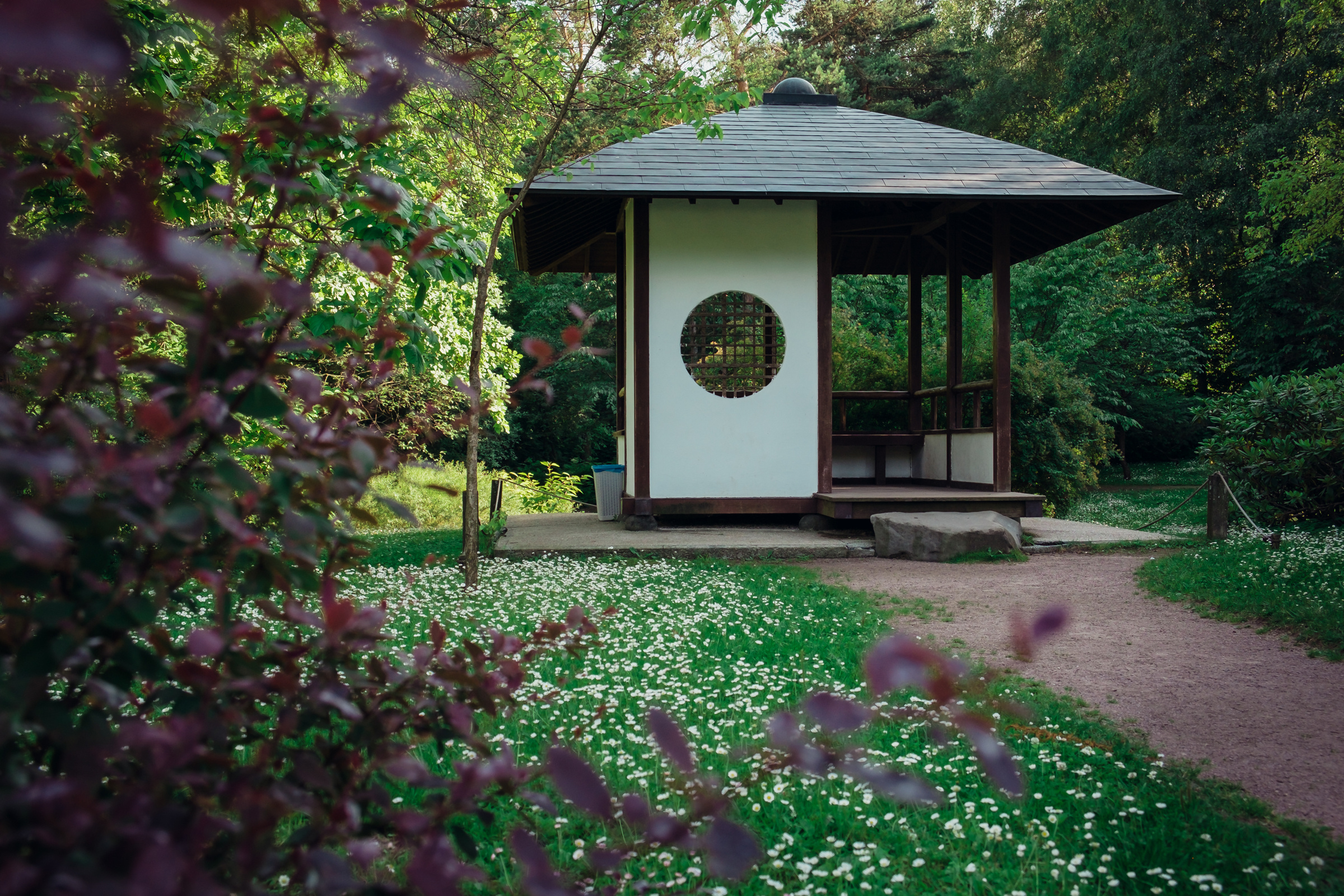Главный ботанический сад. Видеограф и фотограф на свадьбу в Москве