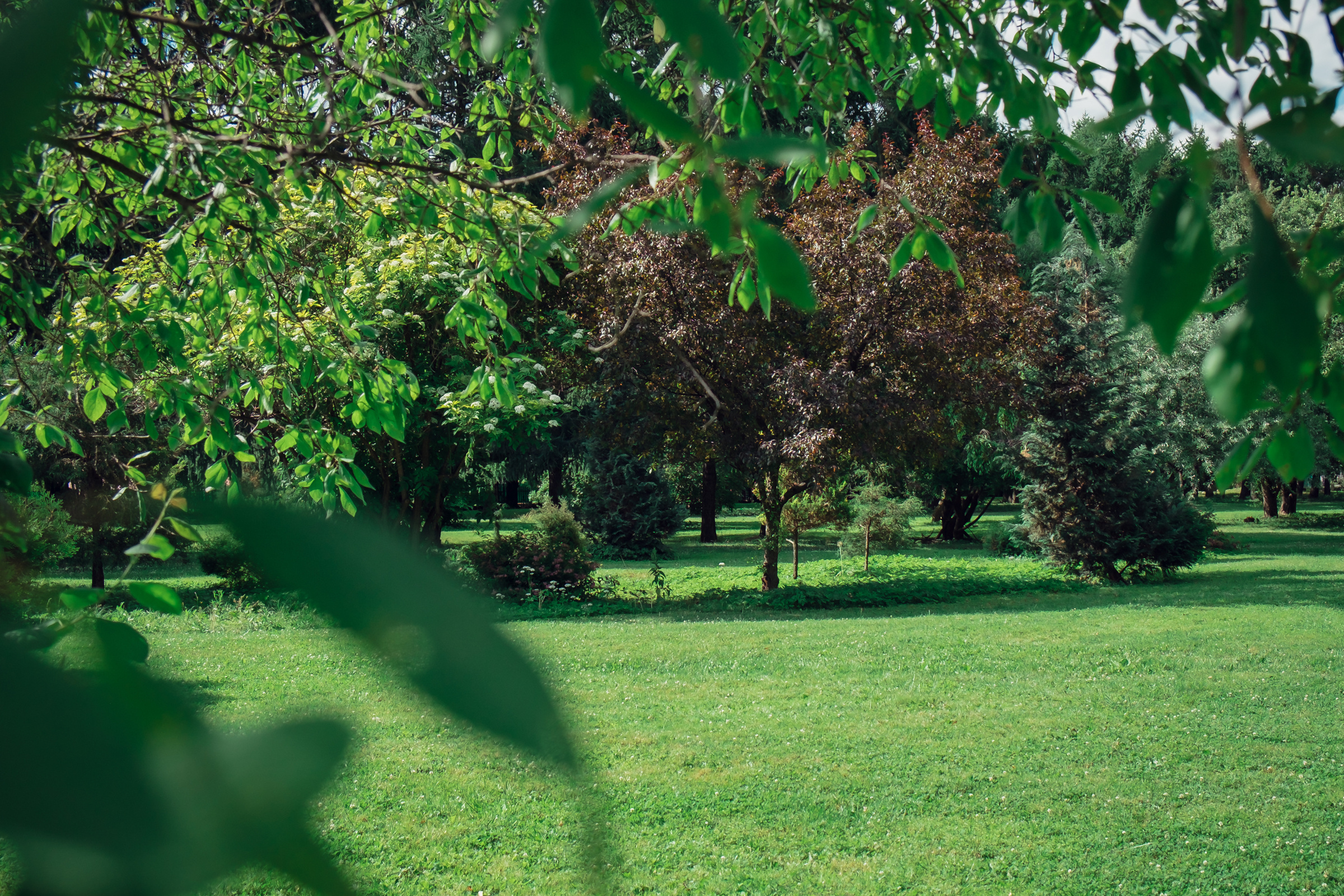 Главный ботанический сад. Видеограф и фотограф на свадьбу в Москве