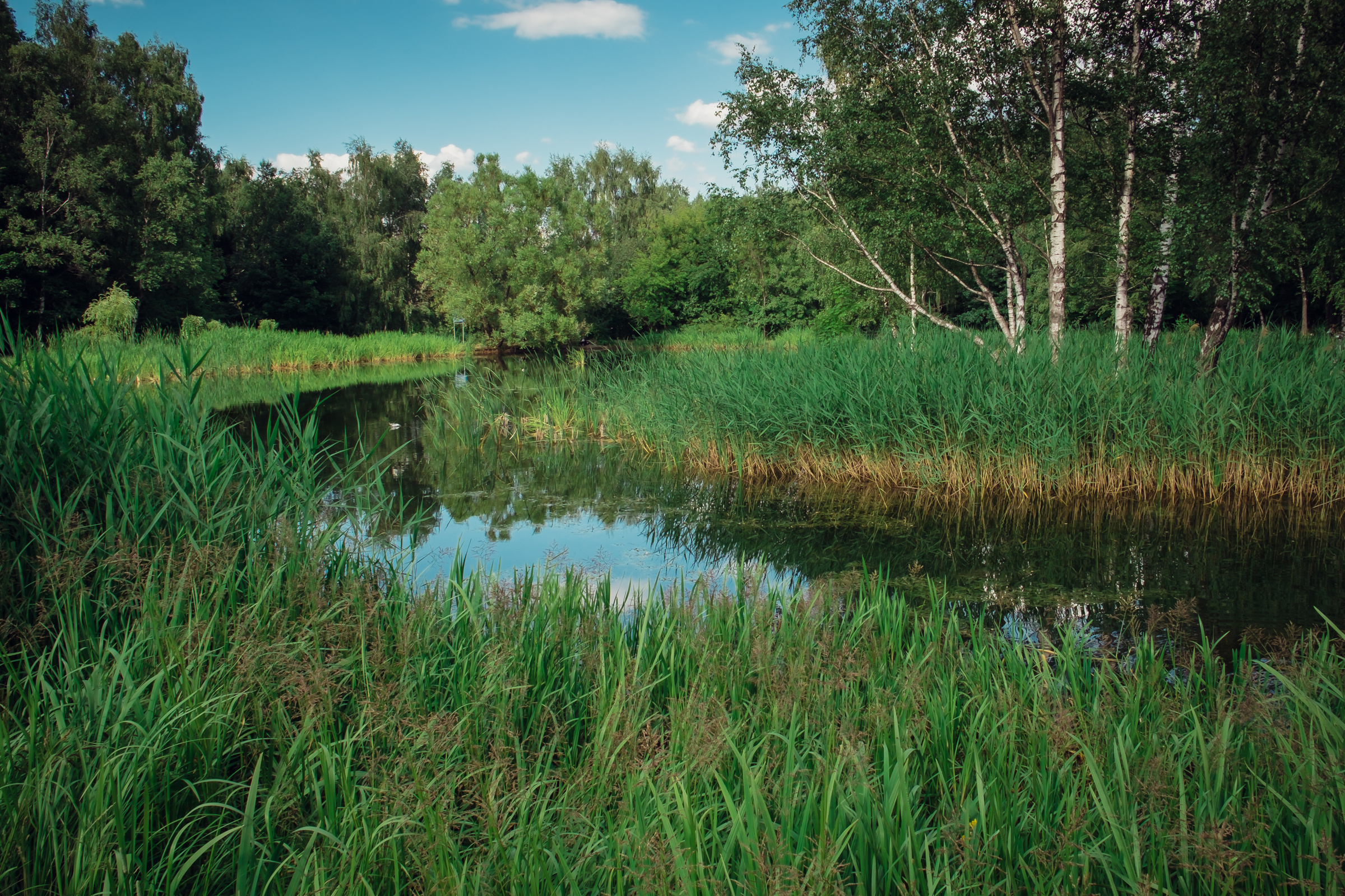 Главный ботанический сад. Видеограф и фотограф на свадьбу в Москве