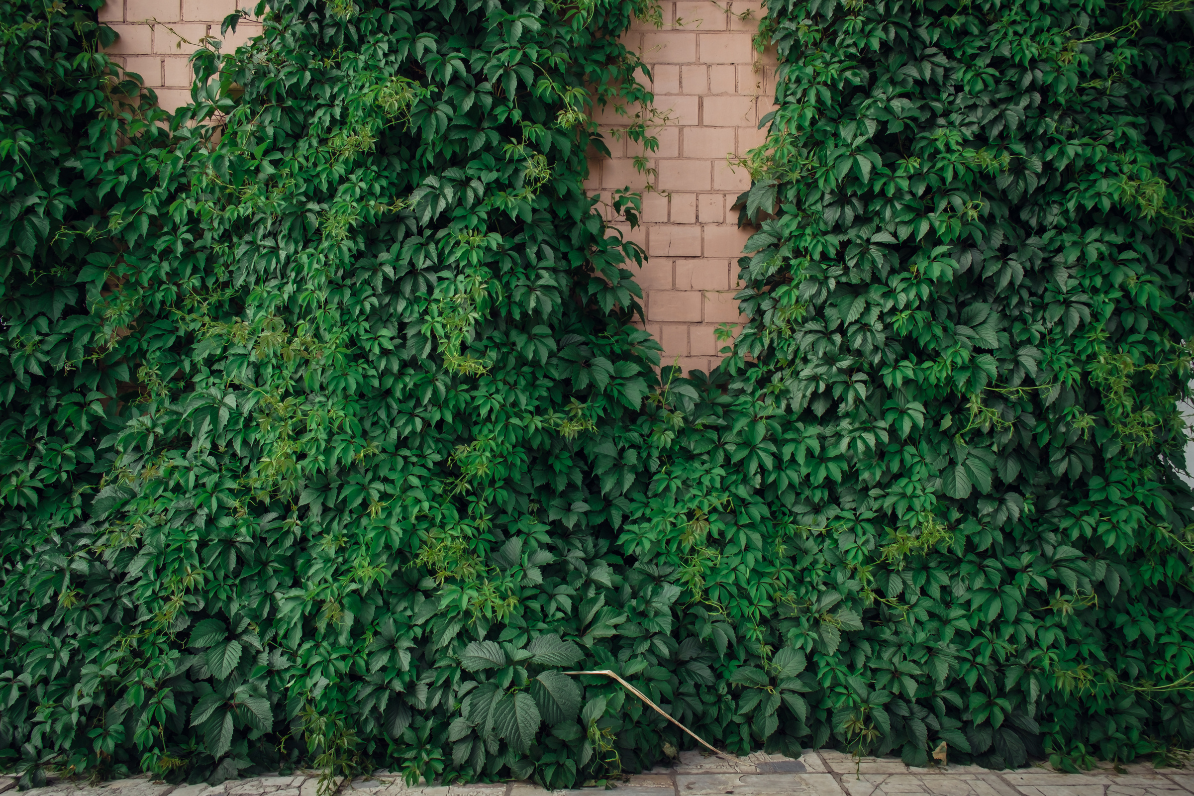 Главный ботанический сад. Видеограф и фотограф на свадьбу в Москве