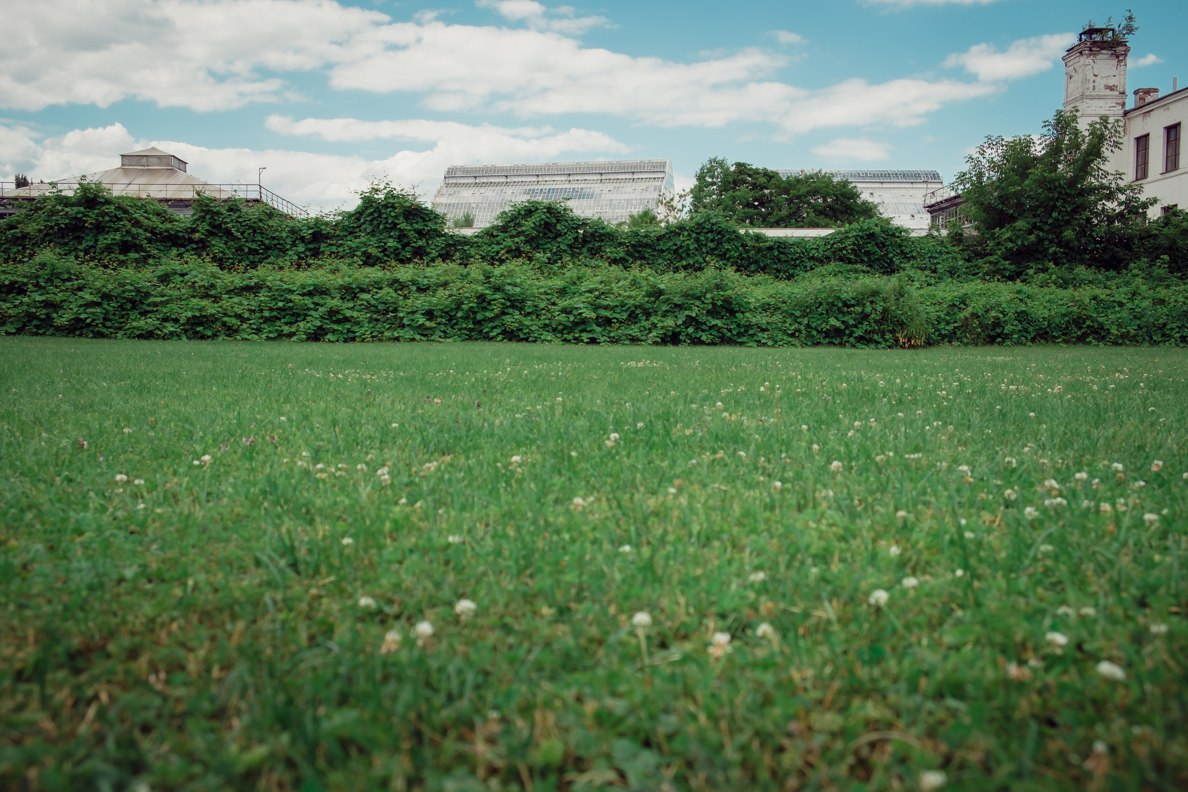 Главный ботанический сад. Видеограф и фотограф на свадьбу в Москве