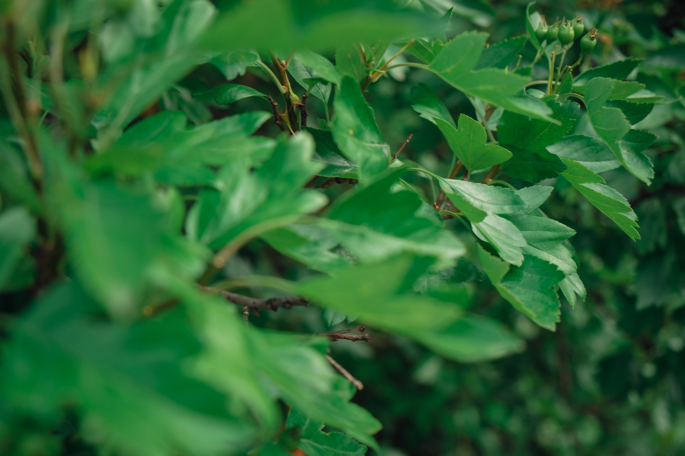 Главный ботанический сад. Видеограф и фотограф на свадьбу в Москве
