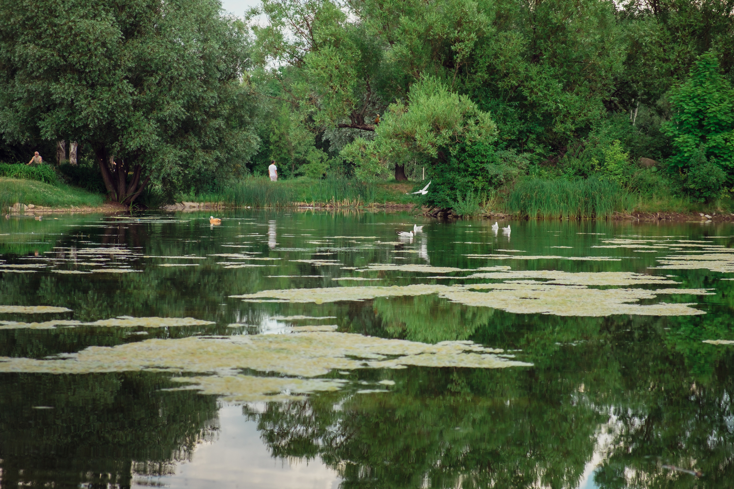 Главный ботанический сад. Видеограф и фотограф на свадьбу в Москве