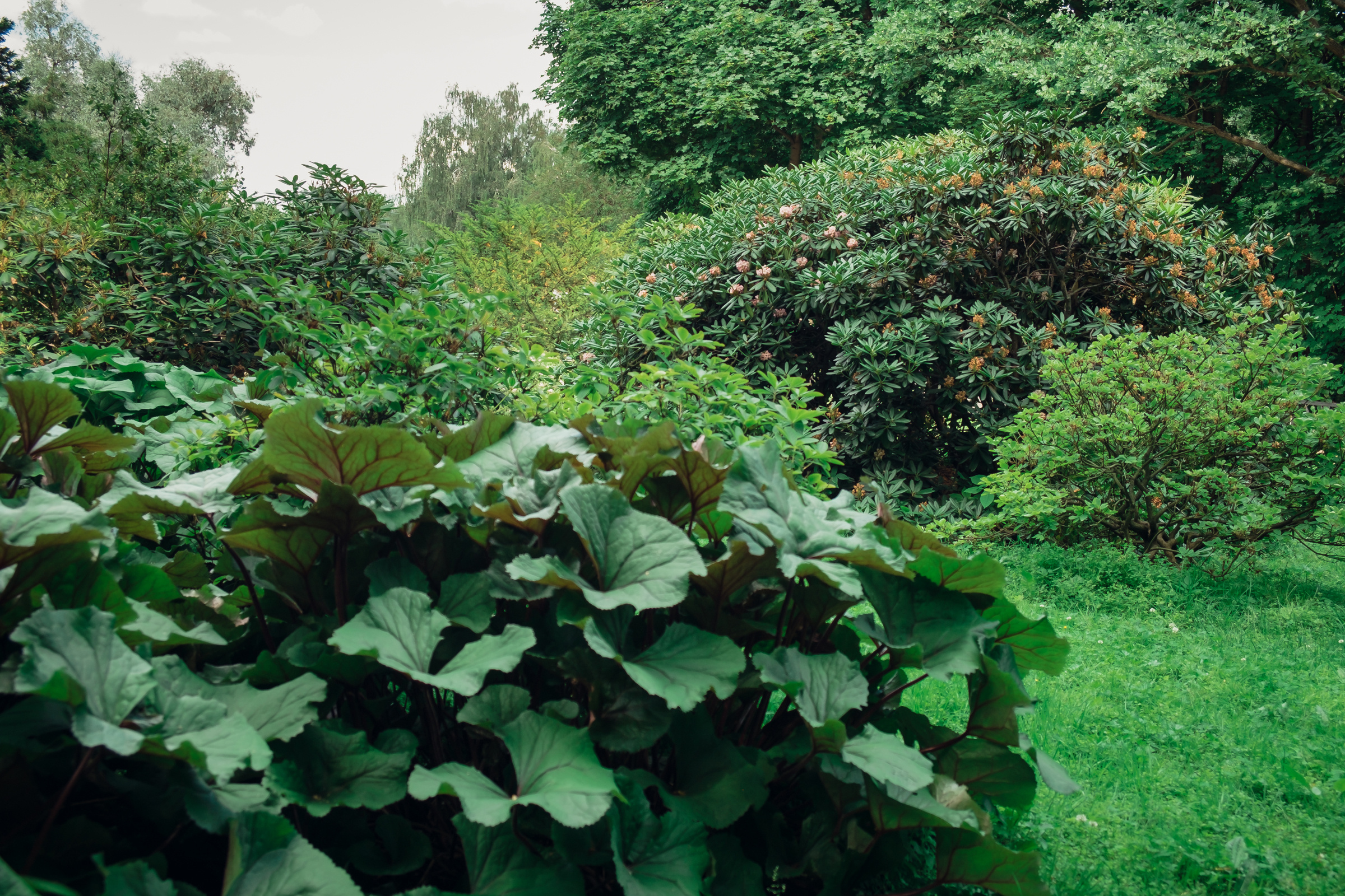 Главный ботанический сад. Видеограф и фотограф на свадьбу в Москве