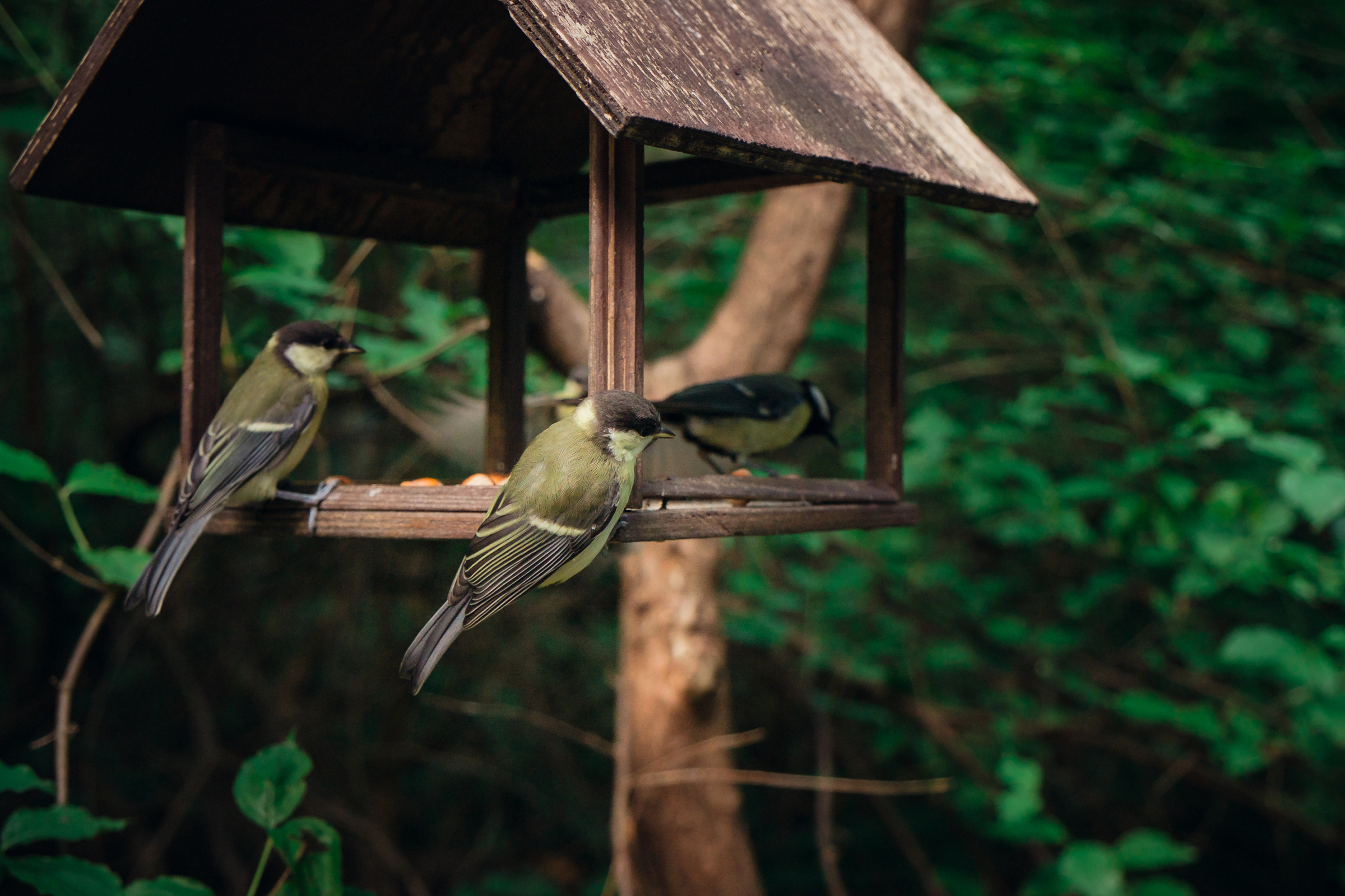 Главный ботанический сад. Видеограф и фотограф на свадьбу в Москве